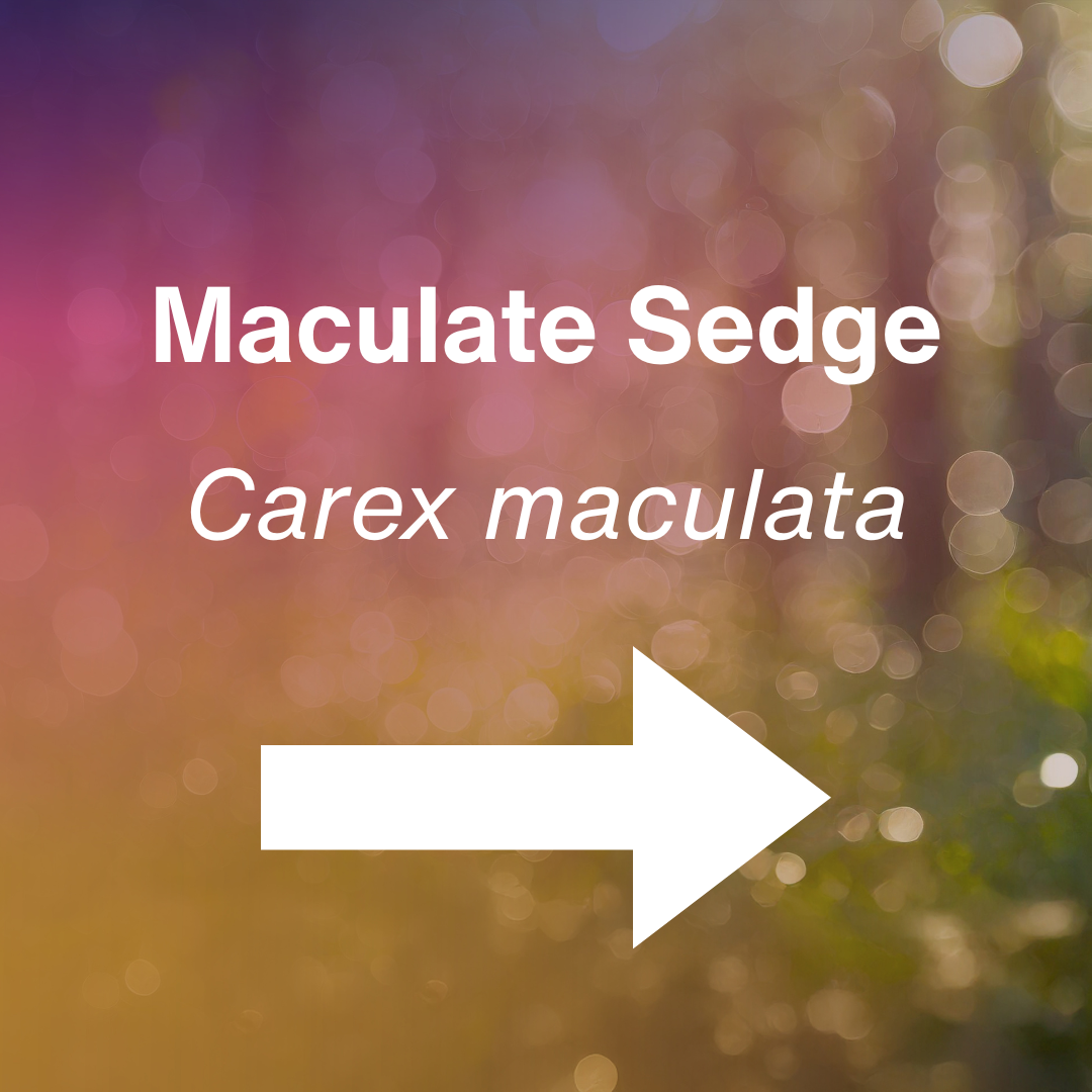 cover Carex maculata.png