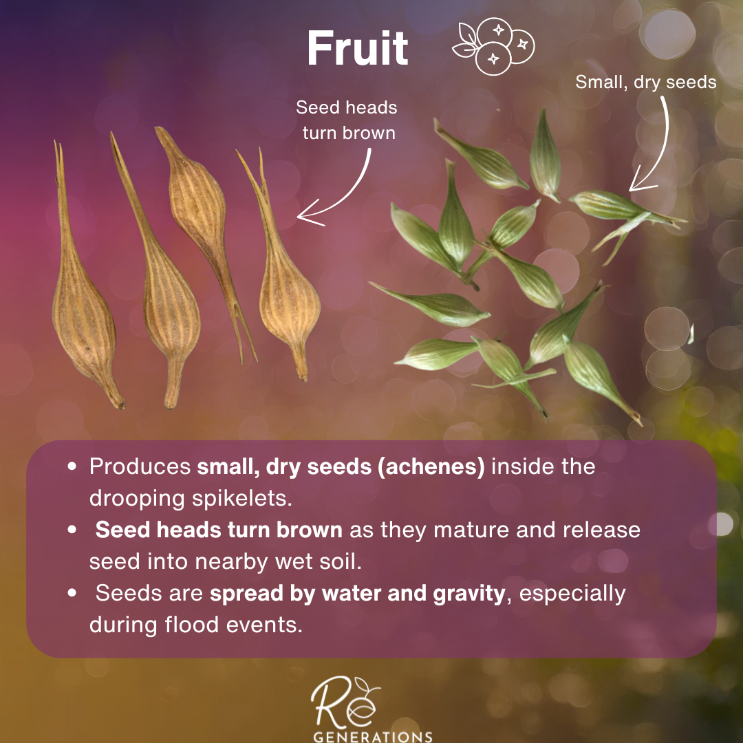 fruit - Carex fascicularis.png