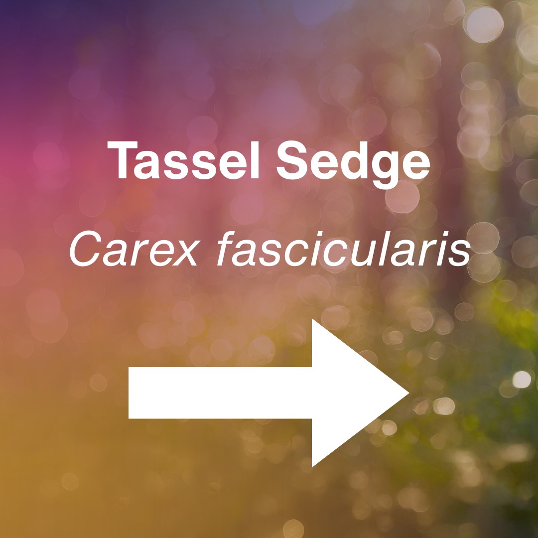 cover Carex fascicularis.png