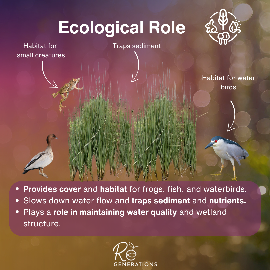 ecological role- Lepironia articulata.png