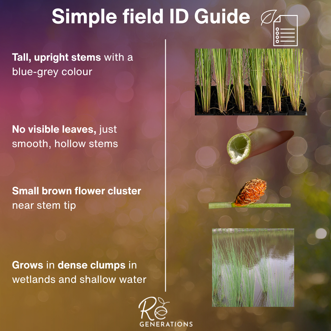 Simple id guide - Lepironia articulata.png
