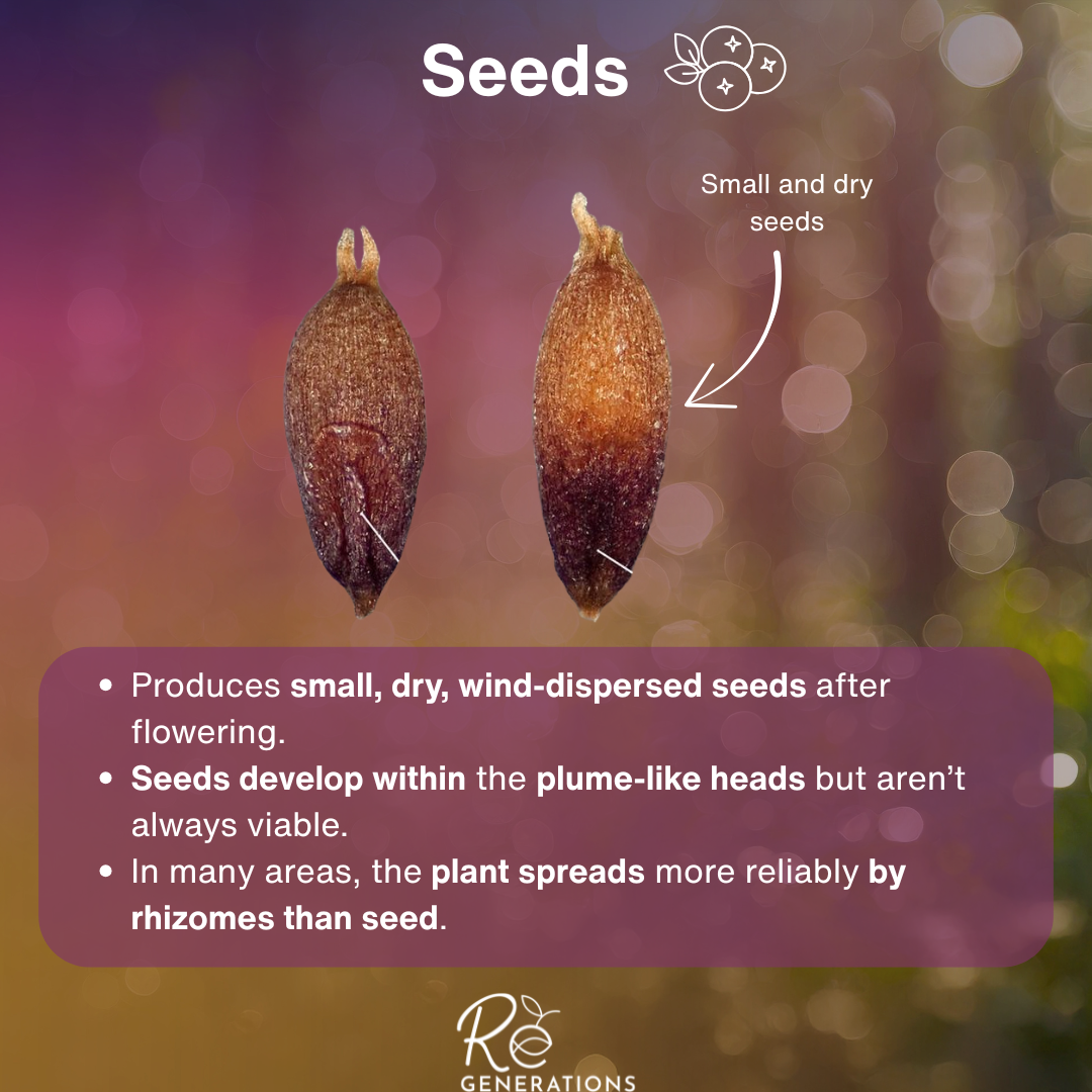 stem - Phragmites australis (2).png