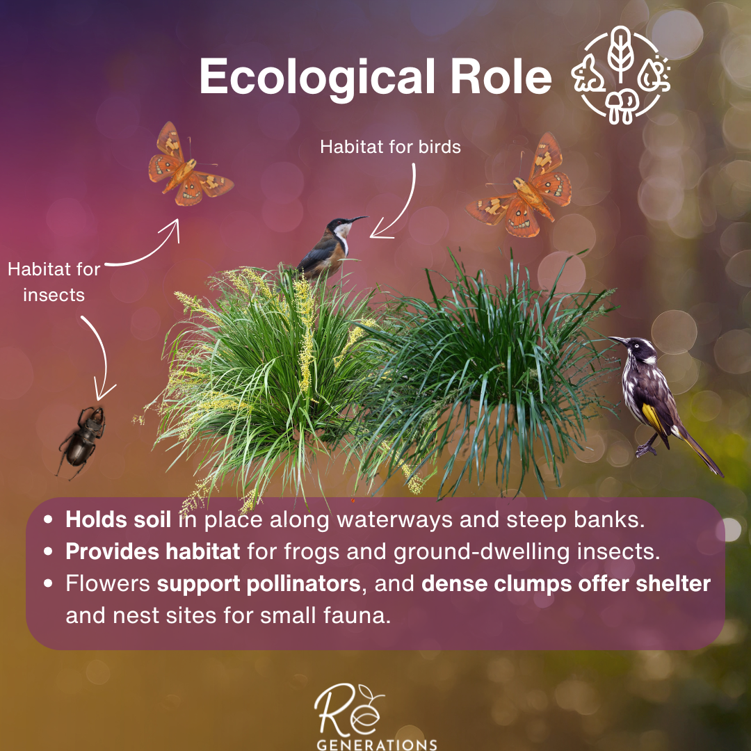 Lomandra hystrix - ecological role.png