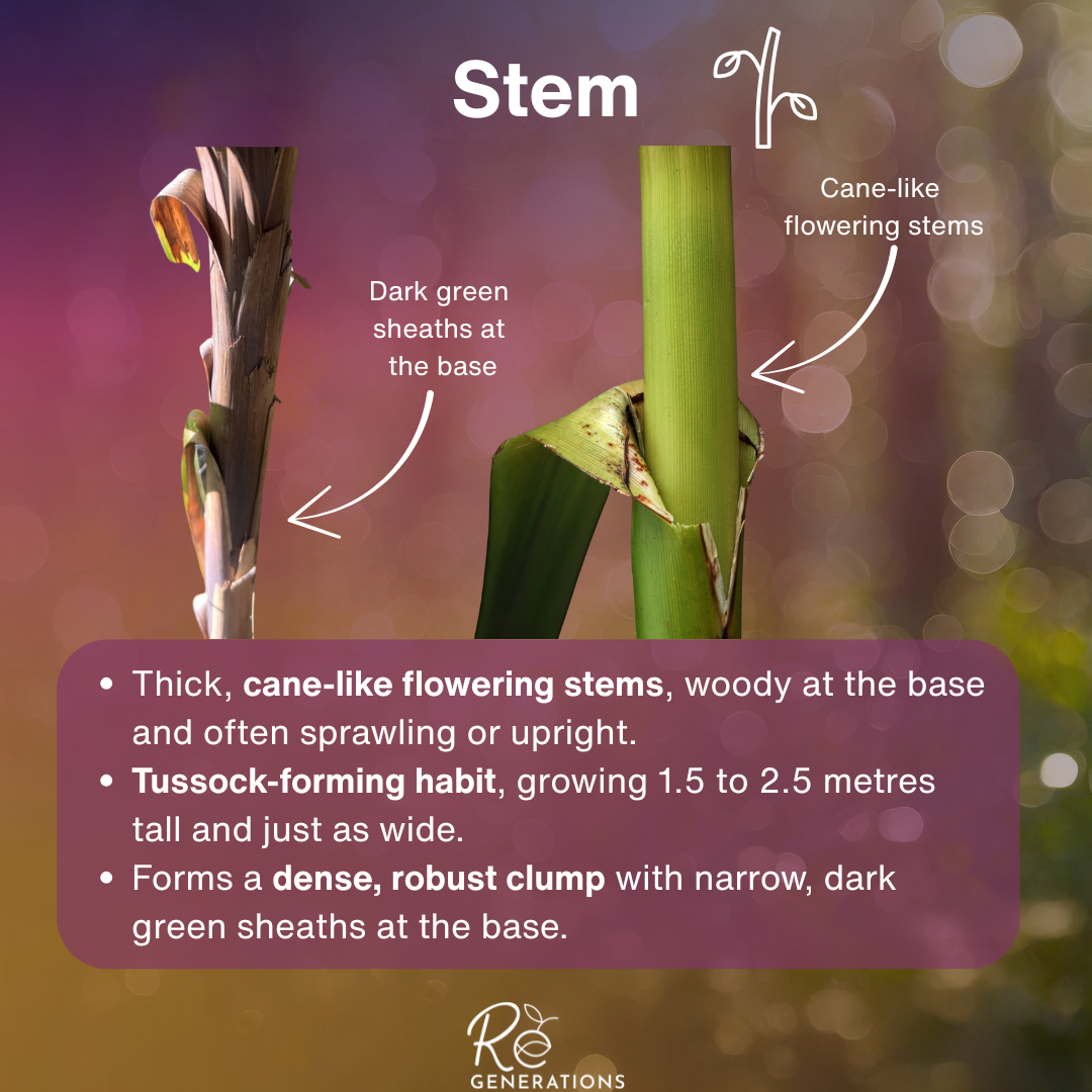 Gahnia clarkei - stem.png