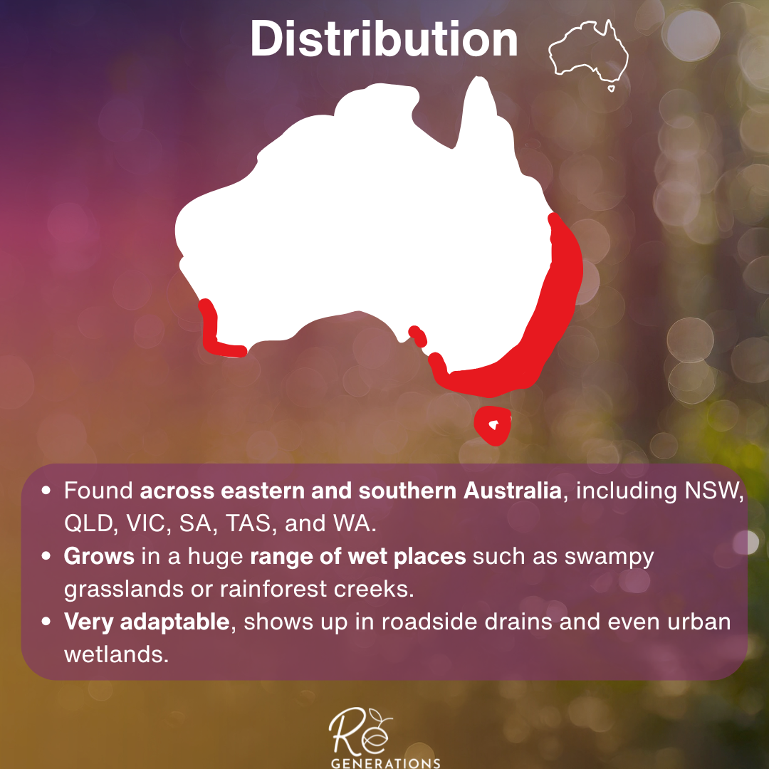 Carex appressa - distribution.png