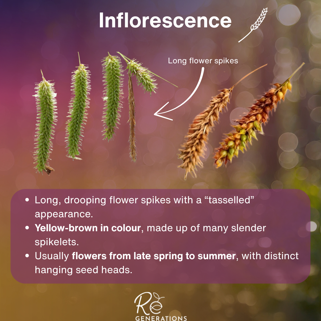Inflorescence - Carex fascicularis.png
