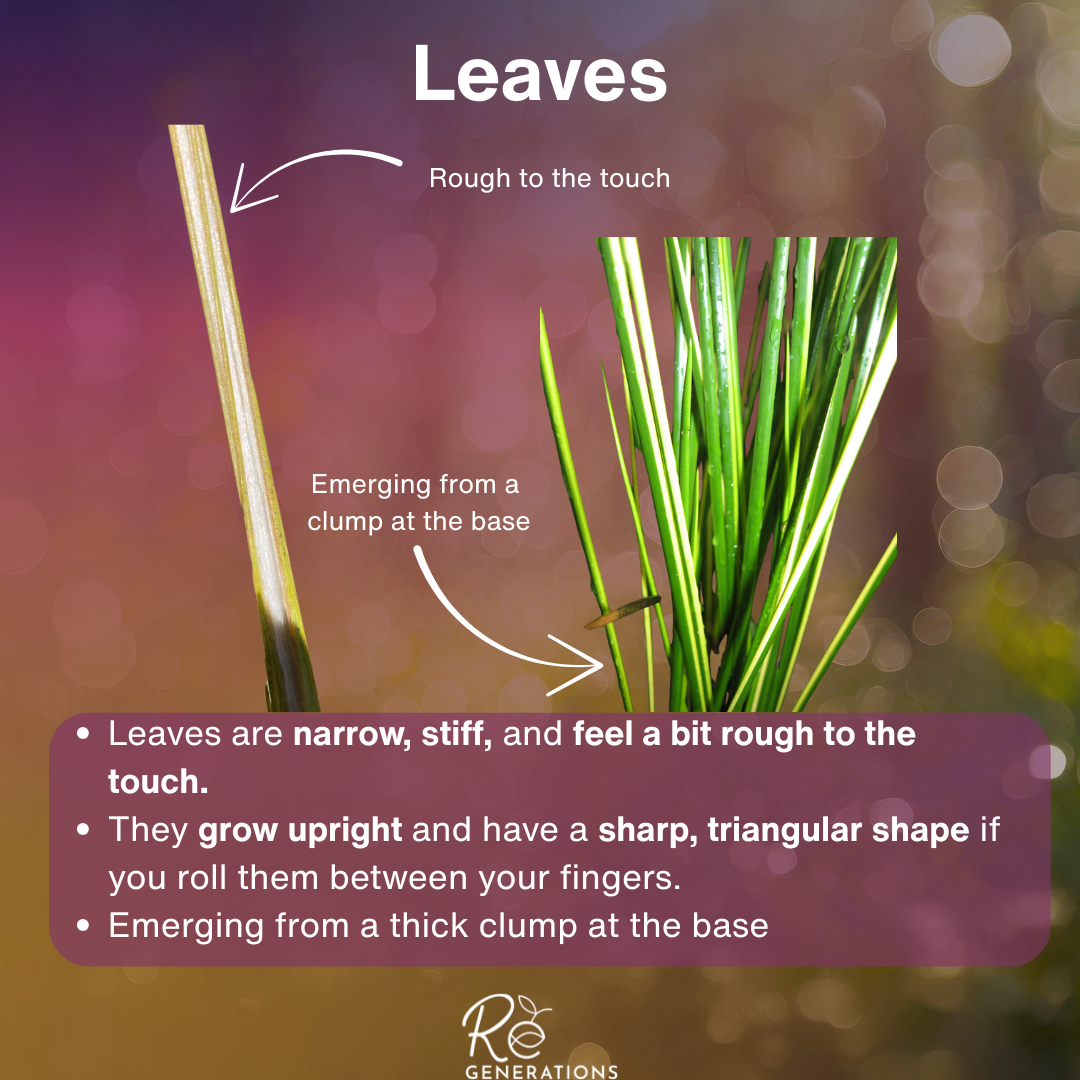 Soft Twig Rush - leaves.png