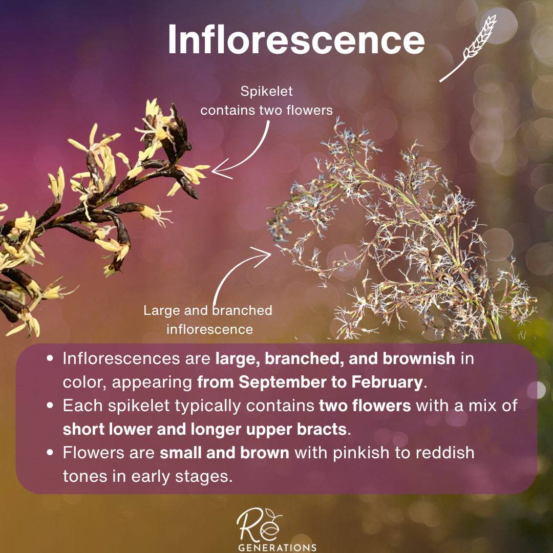 Gahnia clarkei - Inflorescence.png