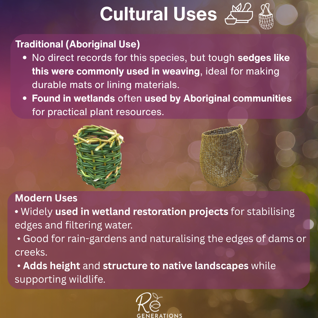 Carex appressa - cultural uses.png