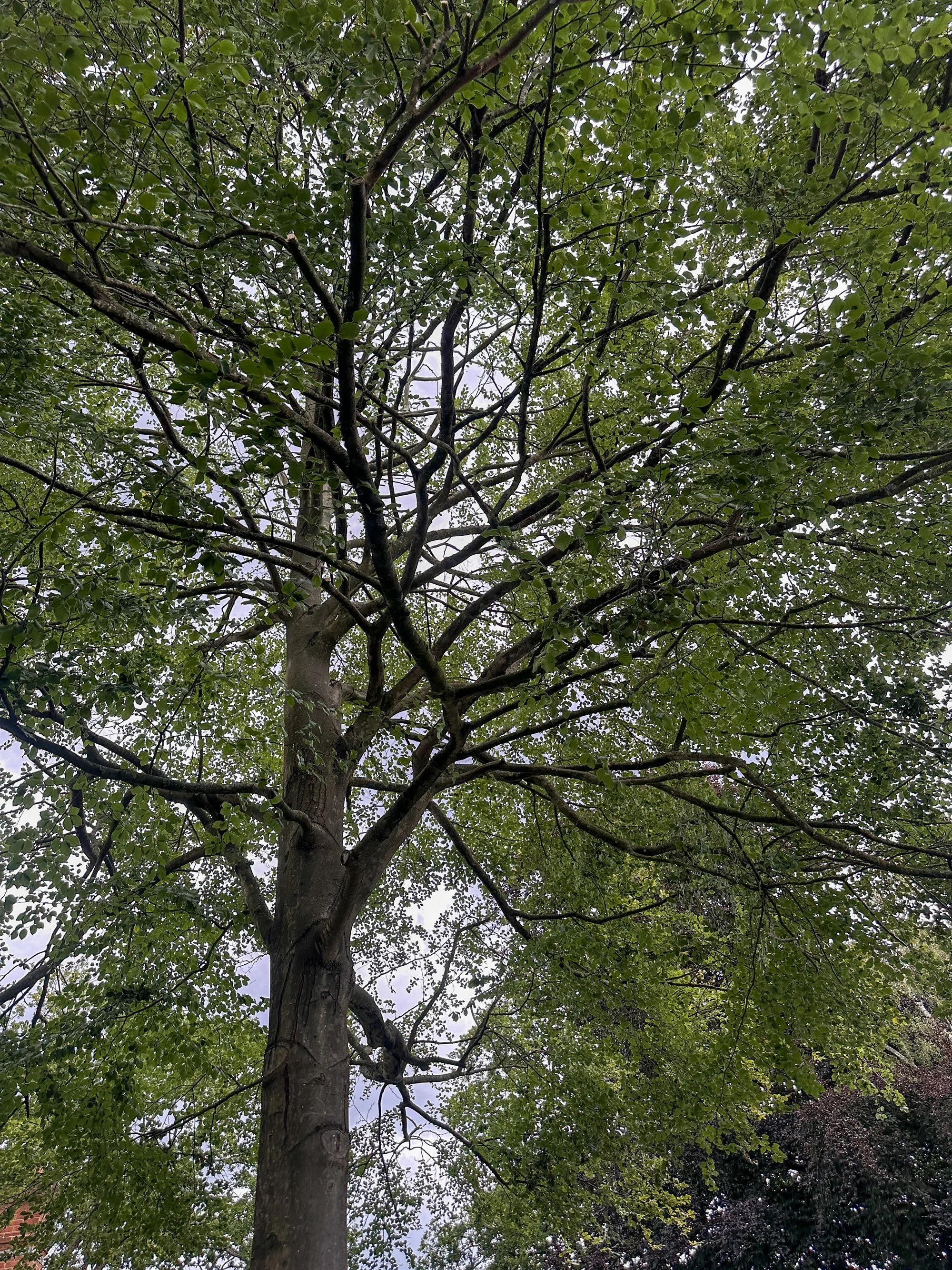 Mature evergreen tree in a garden