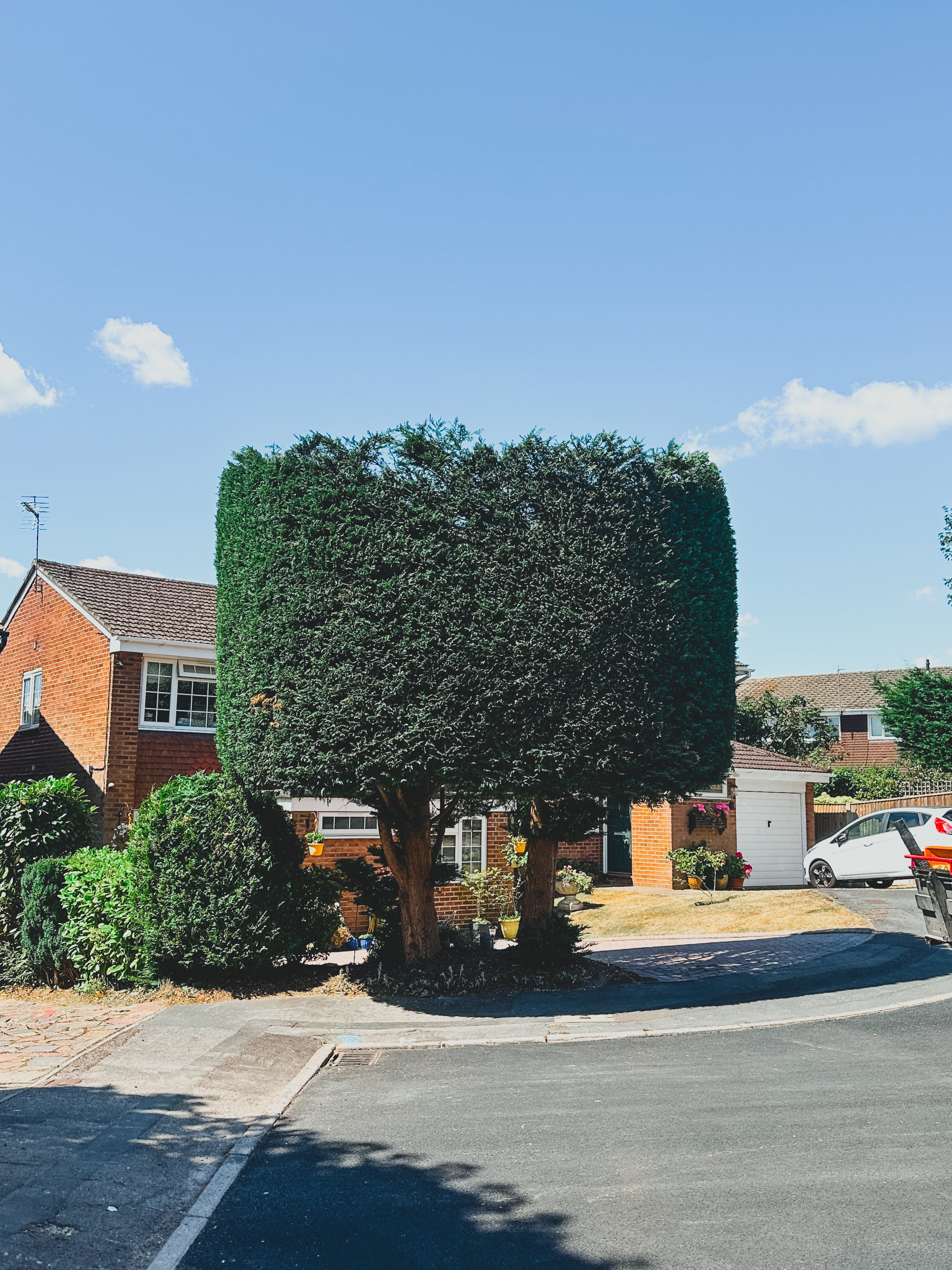 Neatly trimmed conifer with a square crown in Hampshire