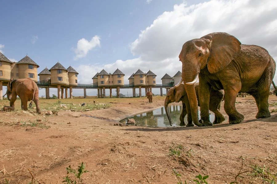 Salt Lick, Taita Hills