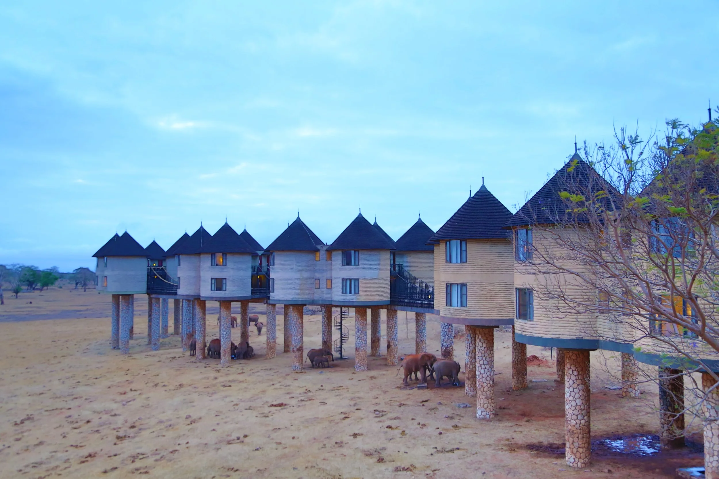 Salt Lick, Taita Hills