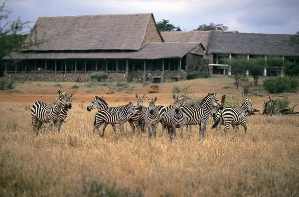Serena Kilaguni, Tsavo West
