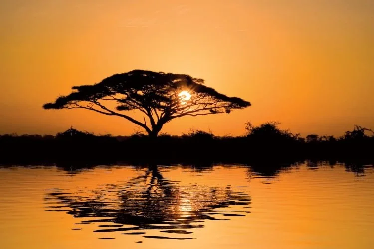 Sunset and acacia tree