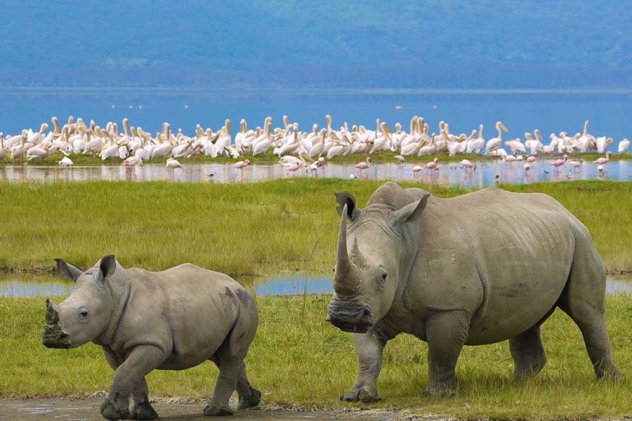 Rhino, Lake Nakuru, Kenya