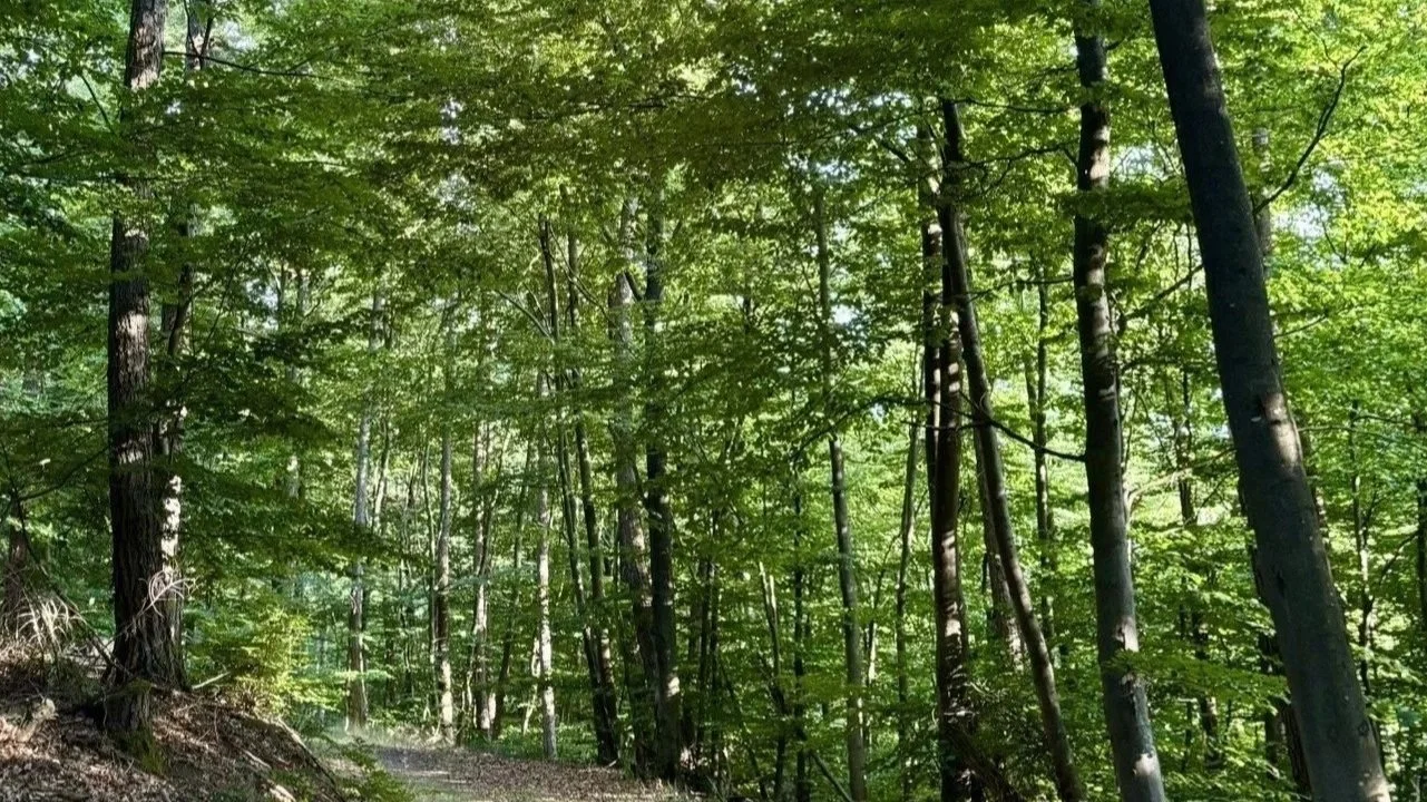 Sonniger Weg in einem Wald