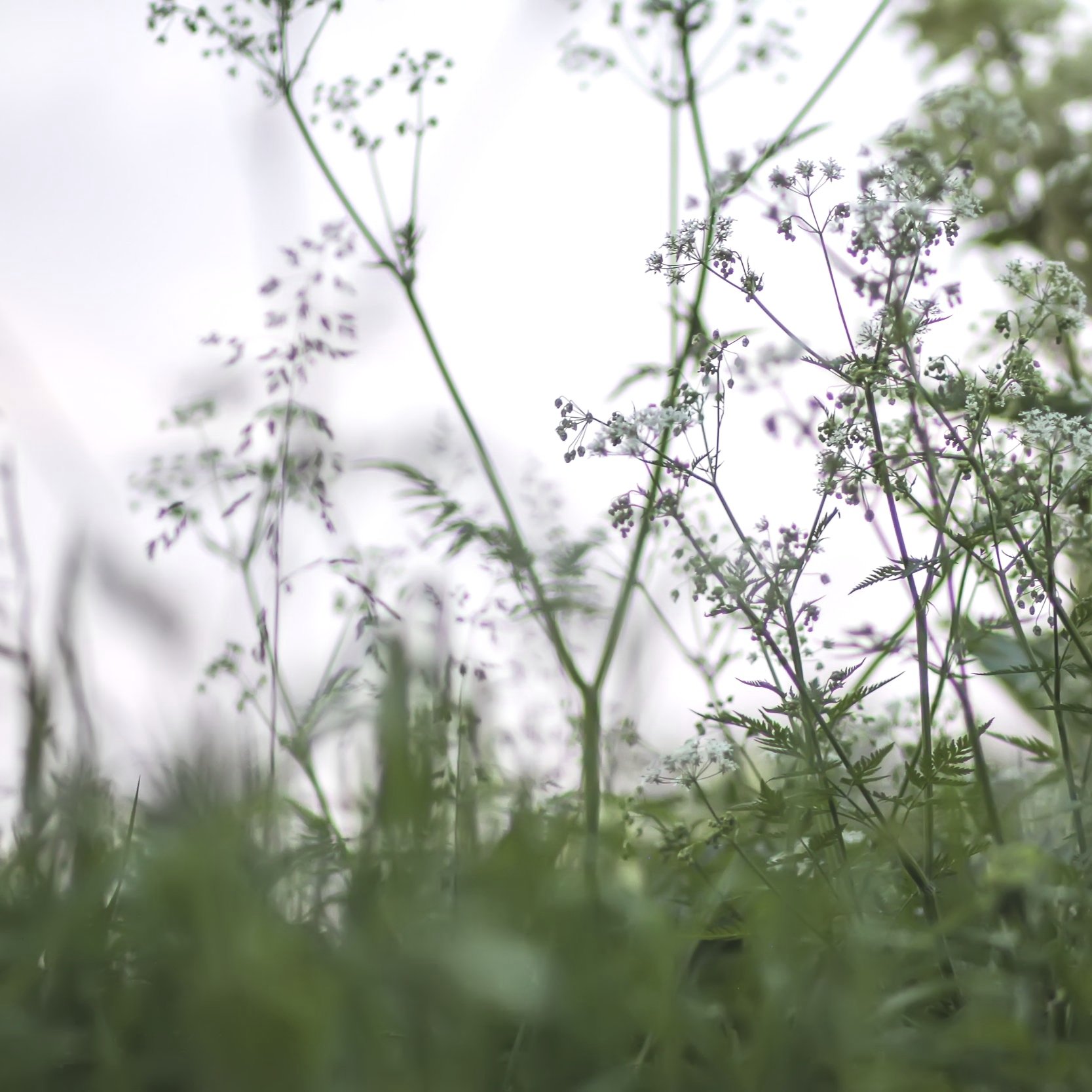 wildflowers-on-rural-field-summer-nature-details-2025-02-10-13-11-19-utc.jpg