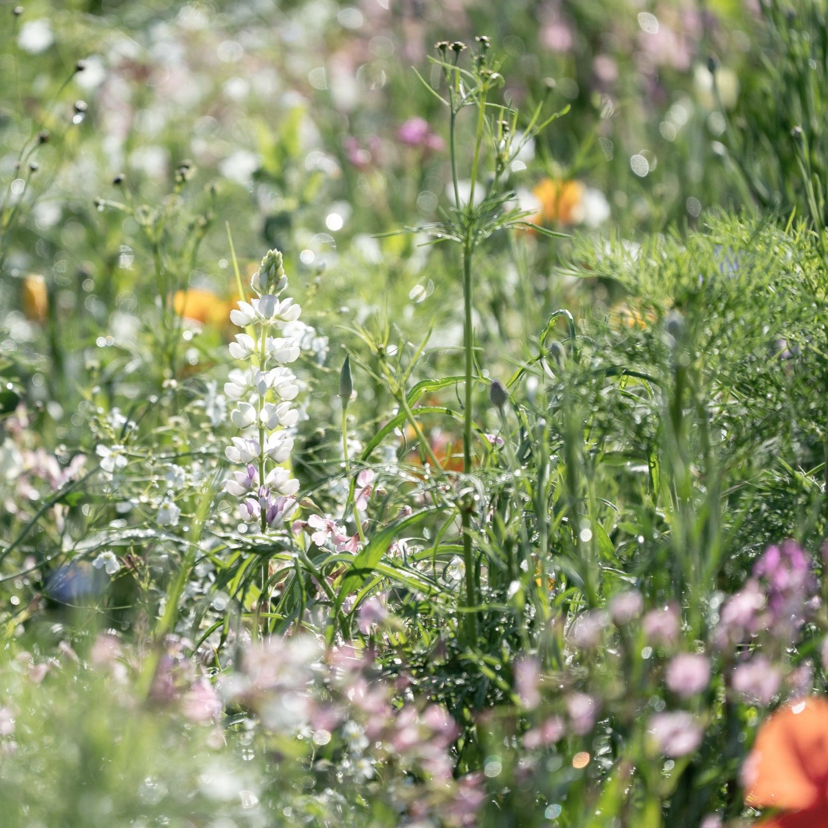 vibrant-wildflower-meadow-in-full-bloom-with-vario-2025-02-10-06-25-23-utc.jpg