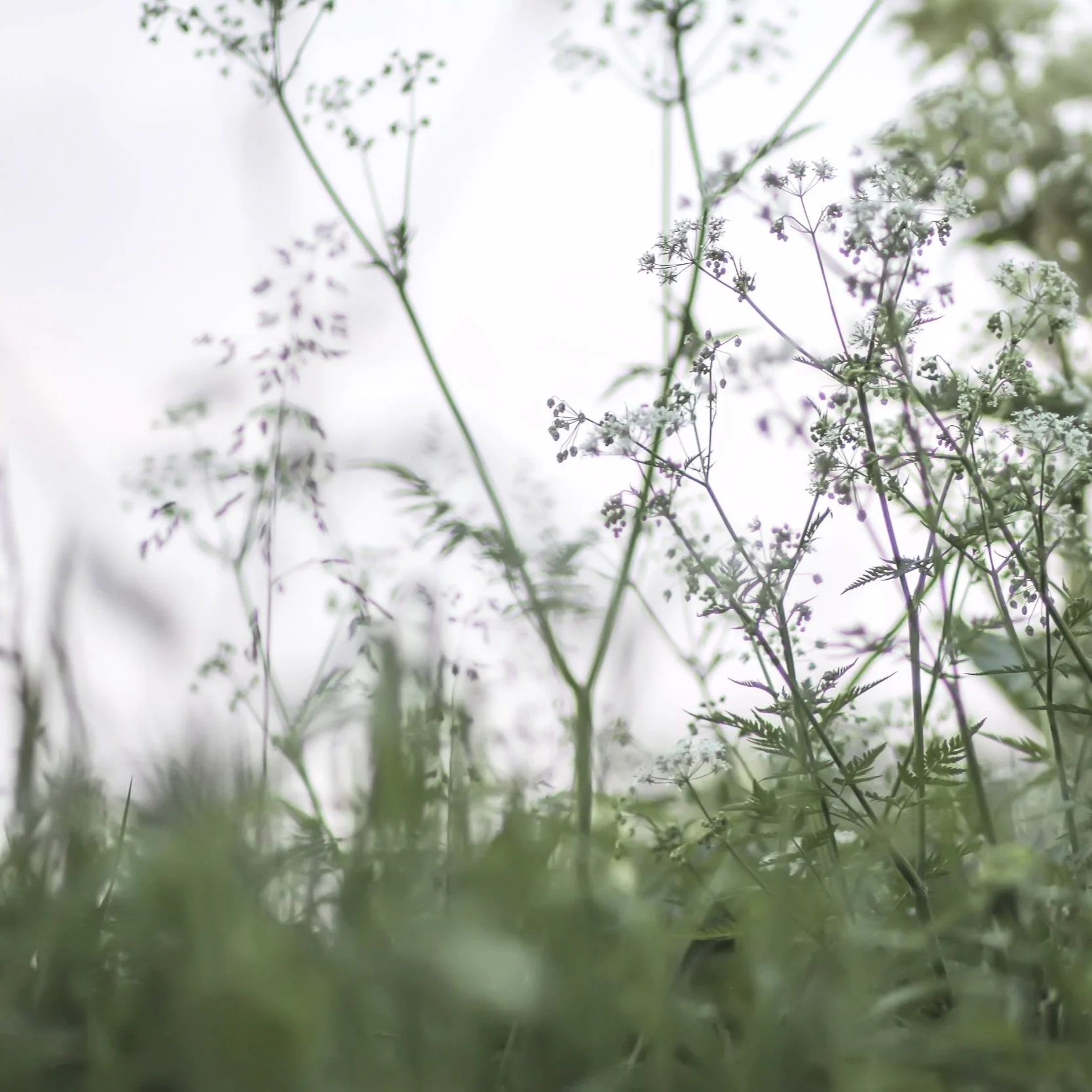 wildflowers-on-rural-field-summer-nature-details-2025-02-10-13-11-19-utc.jpg