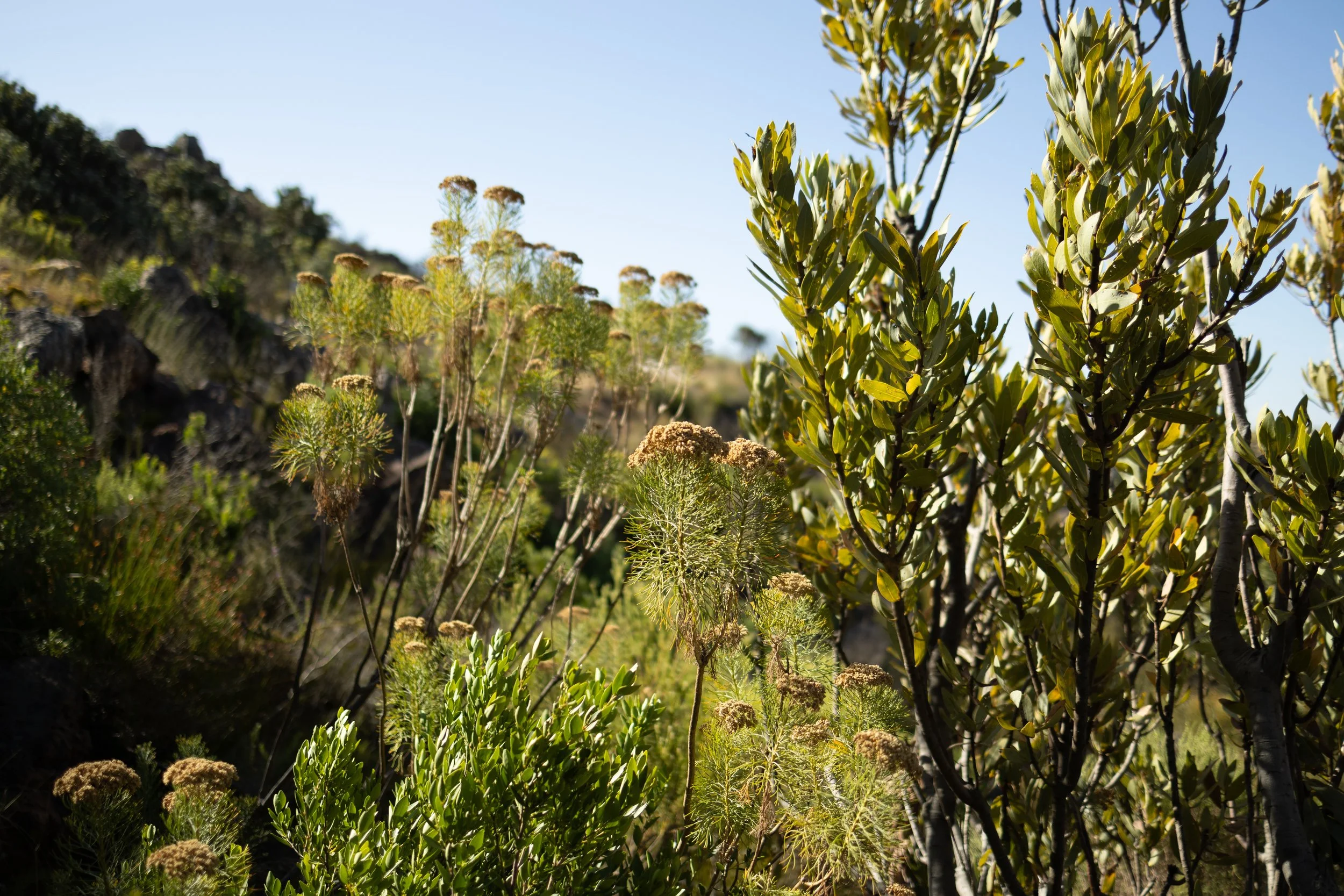 Stonewood Smaller (14 of 20).jpg