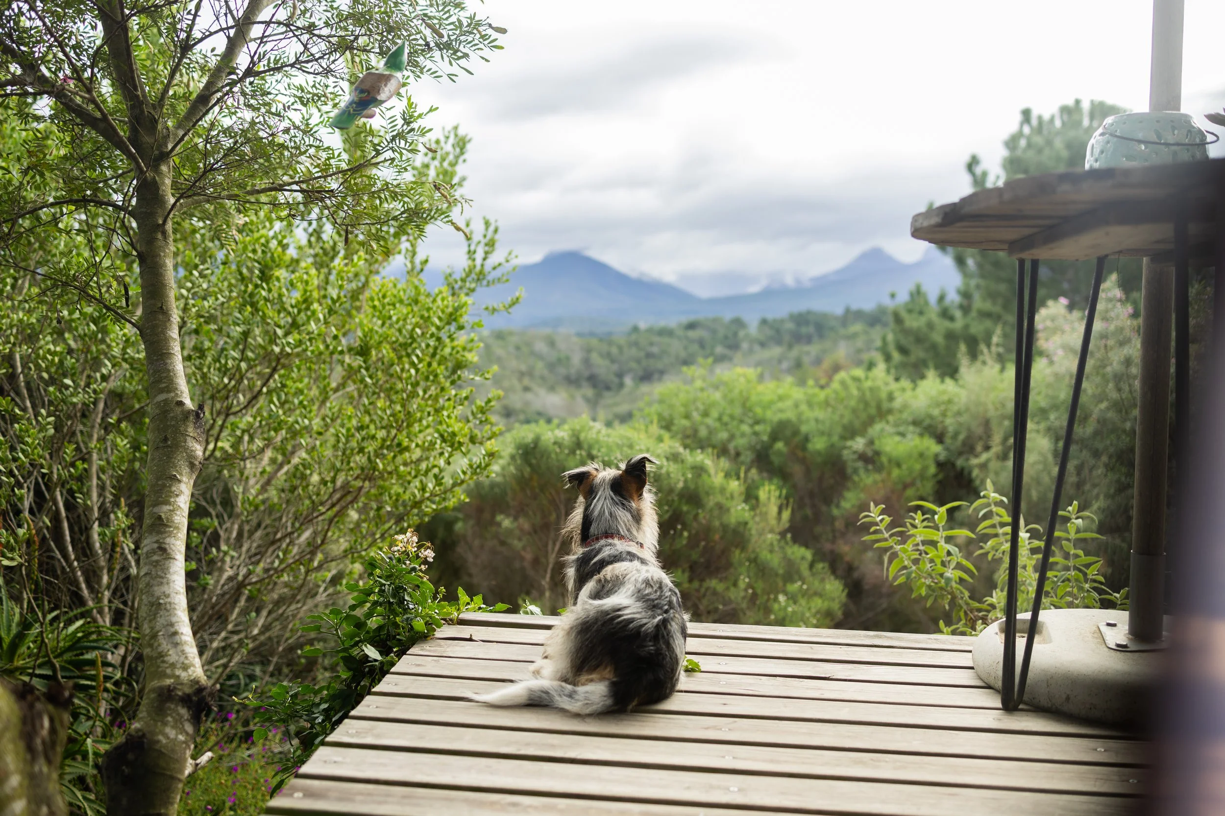 Magic Garden Cabin (10 of 34).jpg