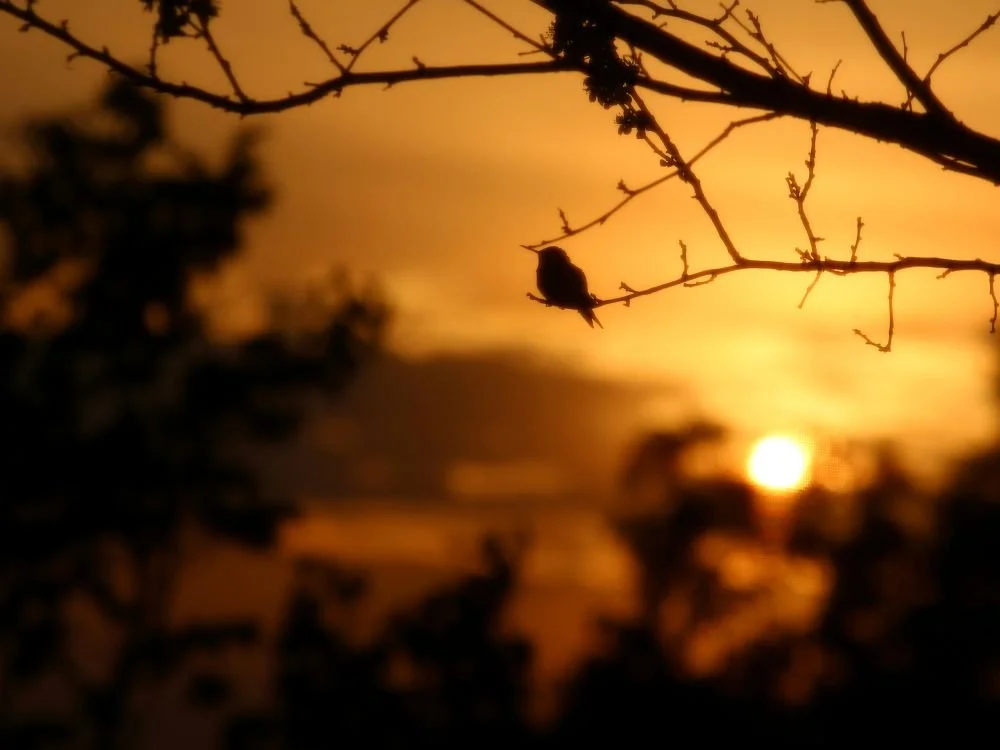 Bird perched on a branch at sunset representing Stillness, the rhythm of integration, inner listening and calm presence
