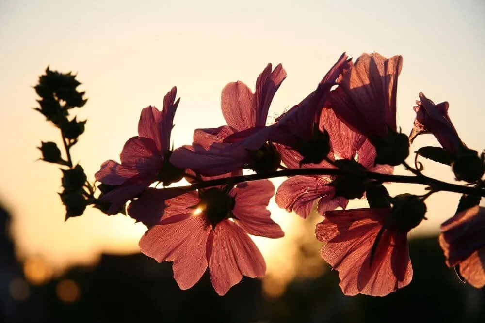 Soft red flowers with sunlight shining through at sunset