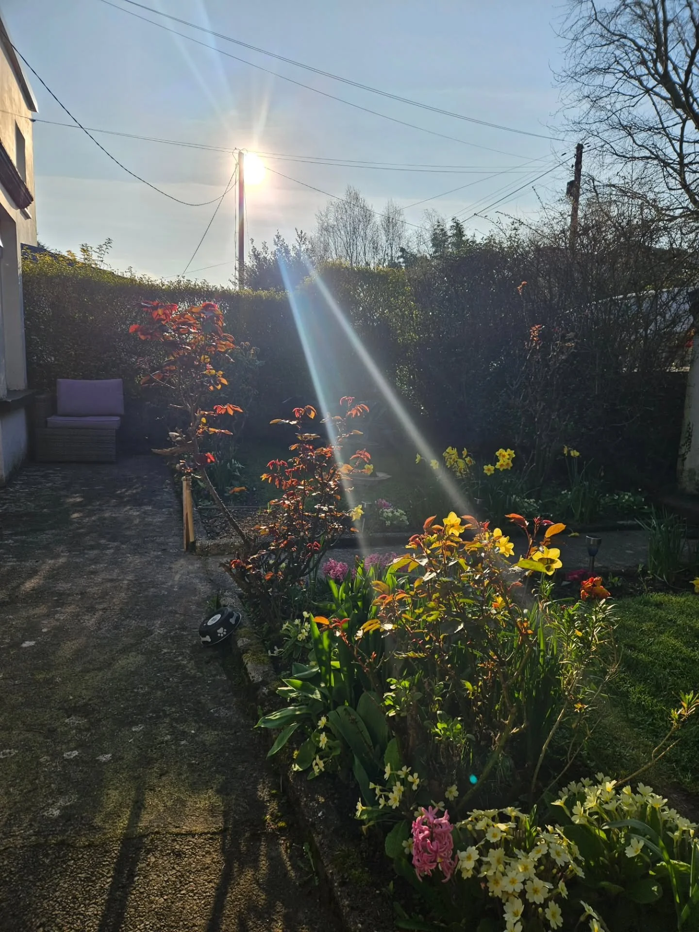 Spring Has Sprung 🌸🌷🧡✨️🌀🌻