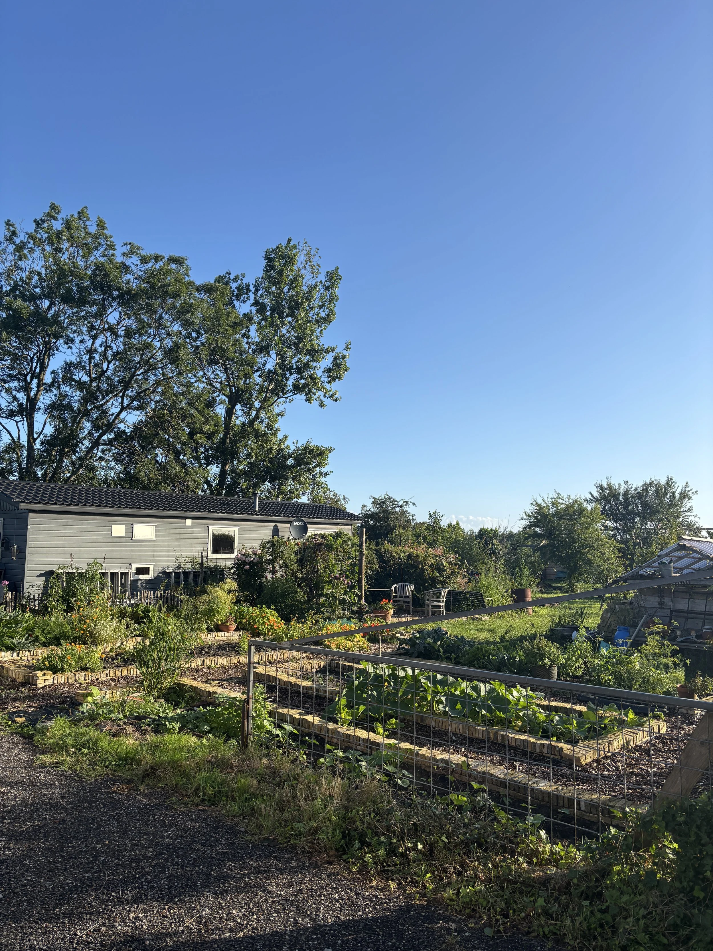 A backyard garden on a sunny day with raised vegetable beds, lush green plants, a gray house, seating area, and large trees in the background.