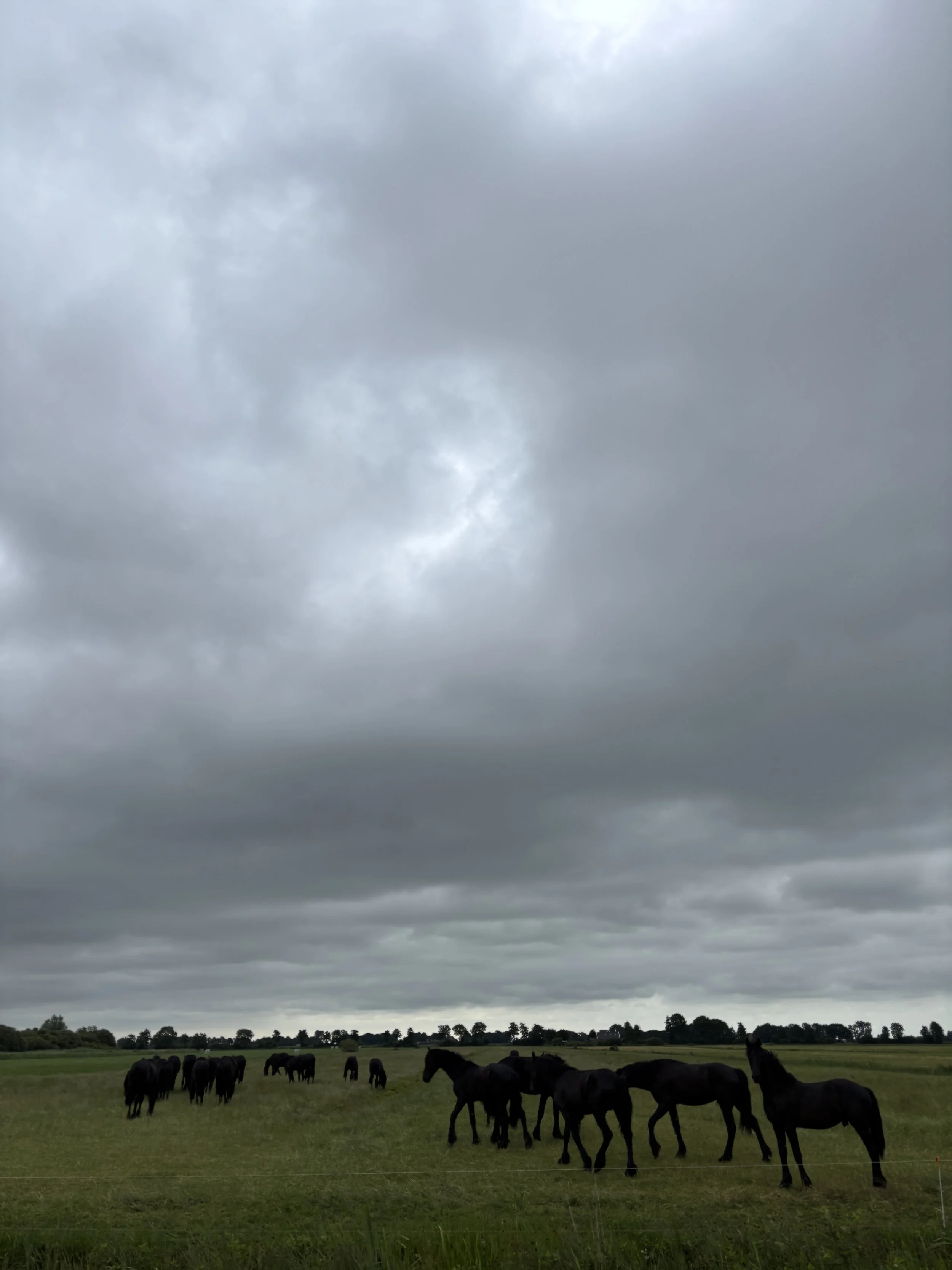 A field with a group of black horses under a cloudy, overcast sky.
