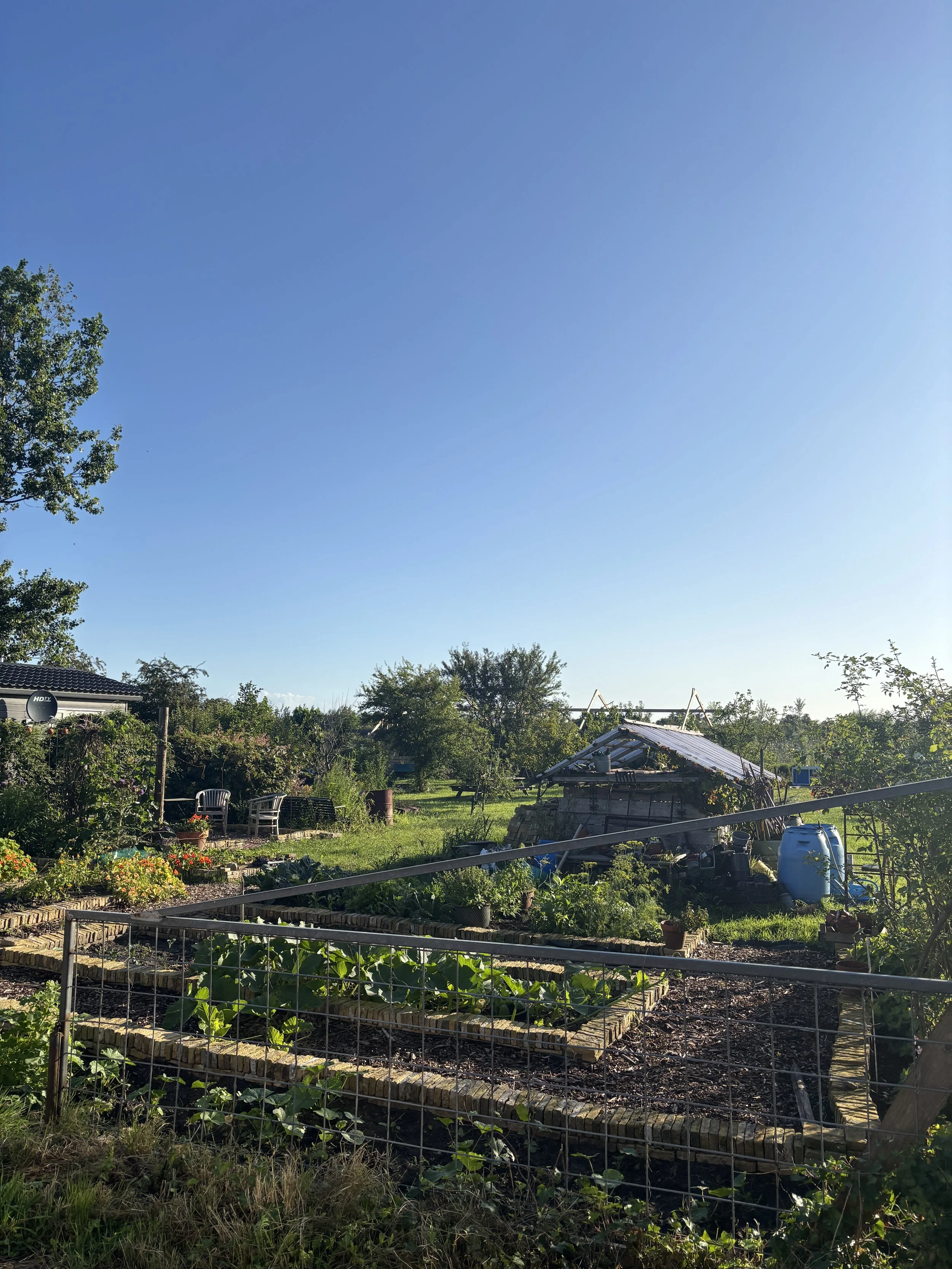 A backyard garden with vegetable plots, surrounded by a wire fence, with a small shed, trees, and outdoor chairs, under a clear blue sky.