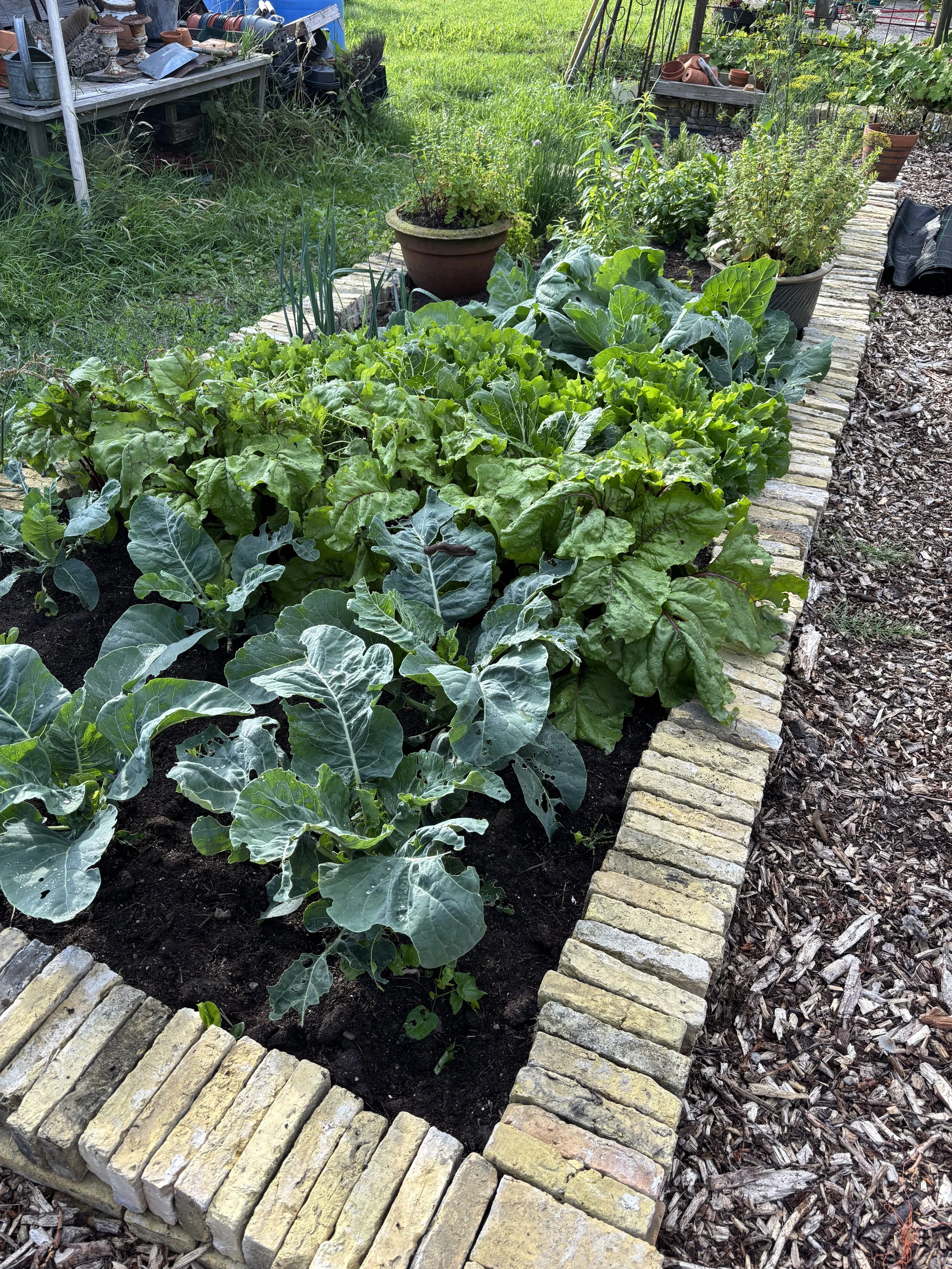 A vegetable garden with various leafy greens, including Swiss chard and lettuce, bordered by a brick edge. Potted plants and gardening tools are visible in the background.