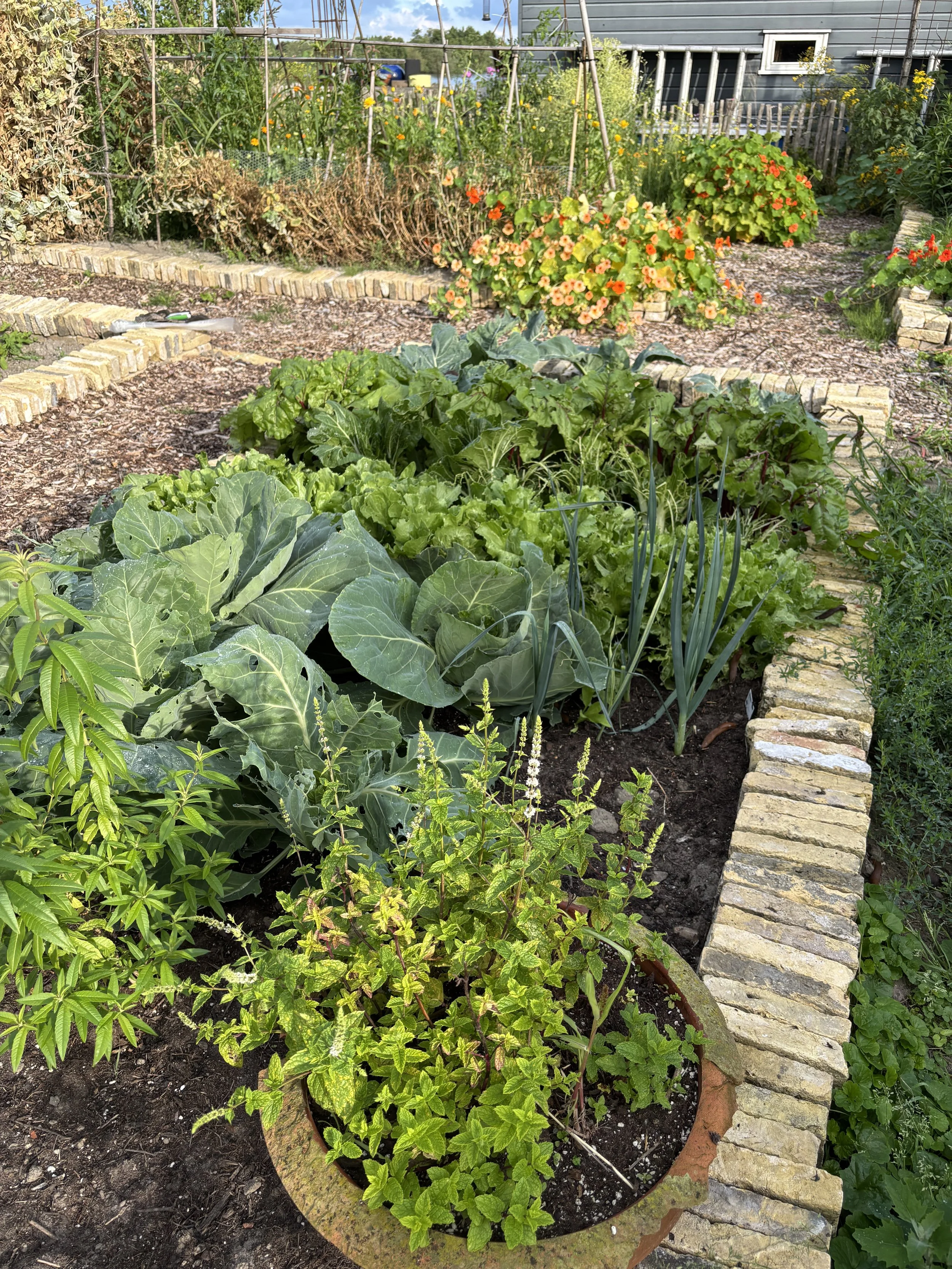 A lush vegetable garden with various plants, flowers, and a small brick border, in a sunny outdoor setting.