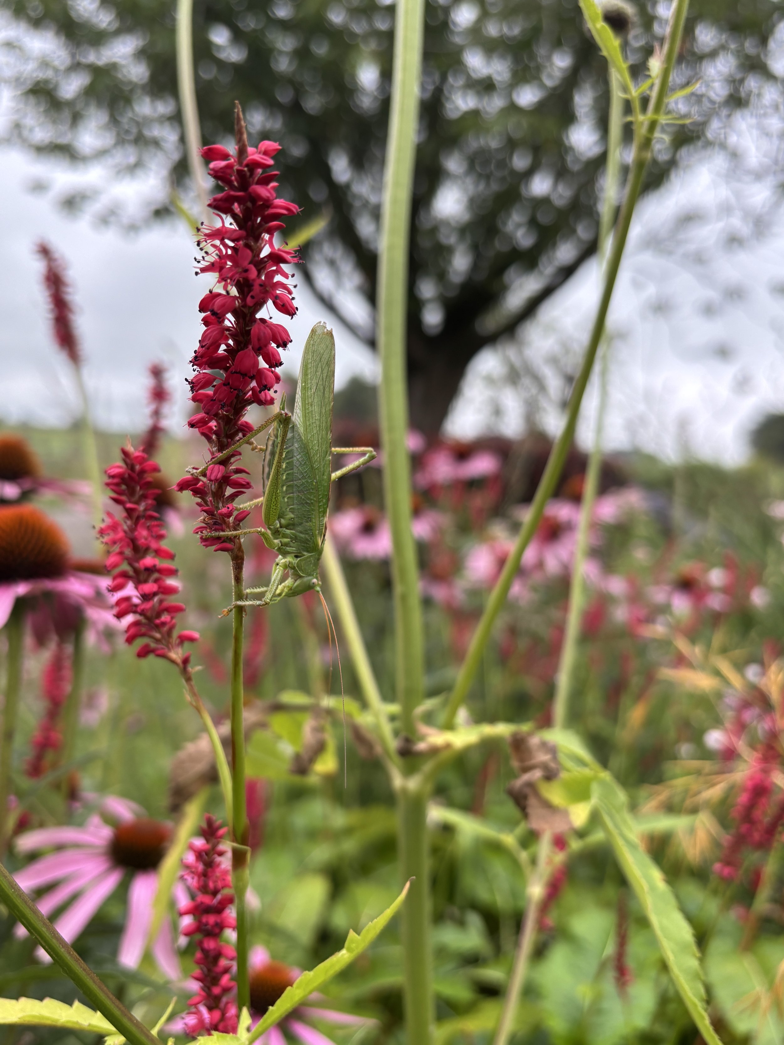 Close-up of a green grasshopper perched on a pink flower in a garden with various flowers and a large tree in the background.