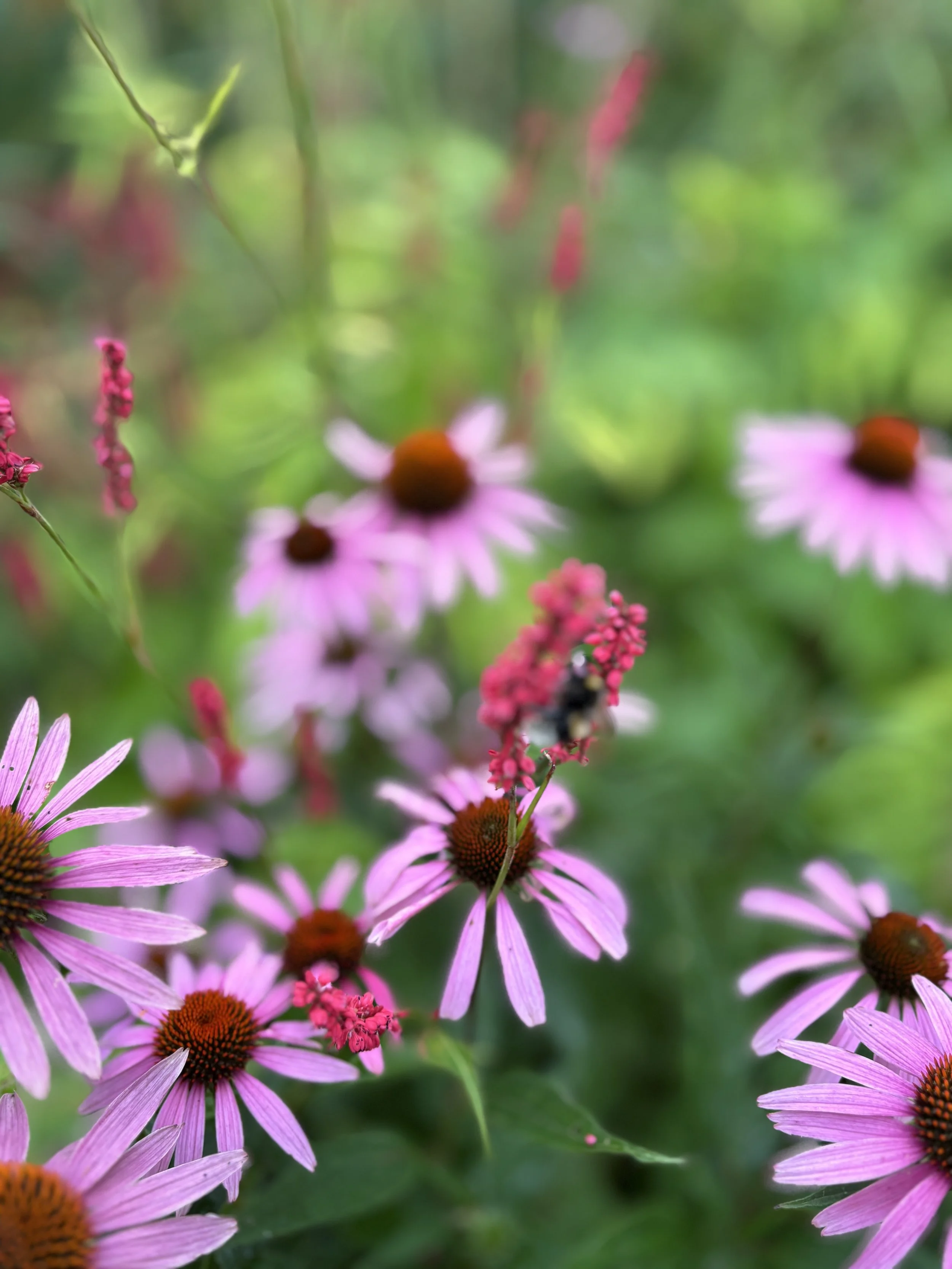 Close-up of pink coneflowers with brown centers and small pink flowers in a green natural setting.
