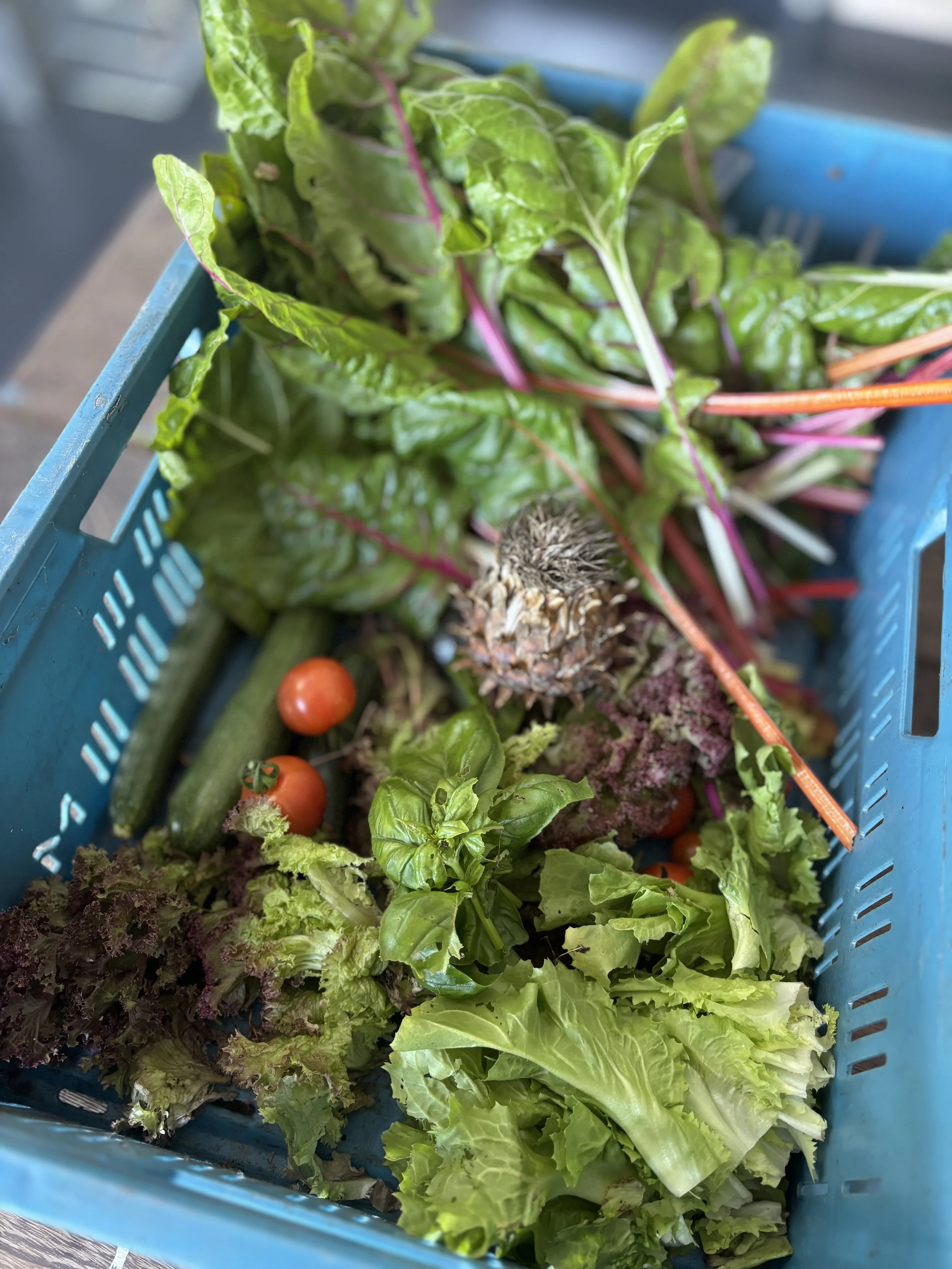 Fresh leafy greens, cherry tomatoes, cucumbers, pineapple, and herbs in a blue plastic basket.