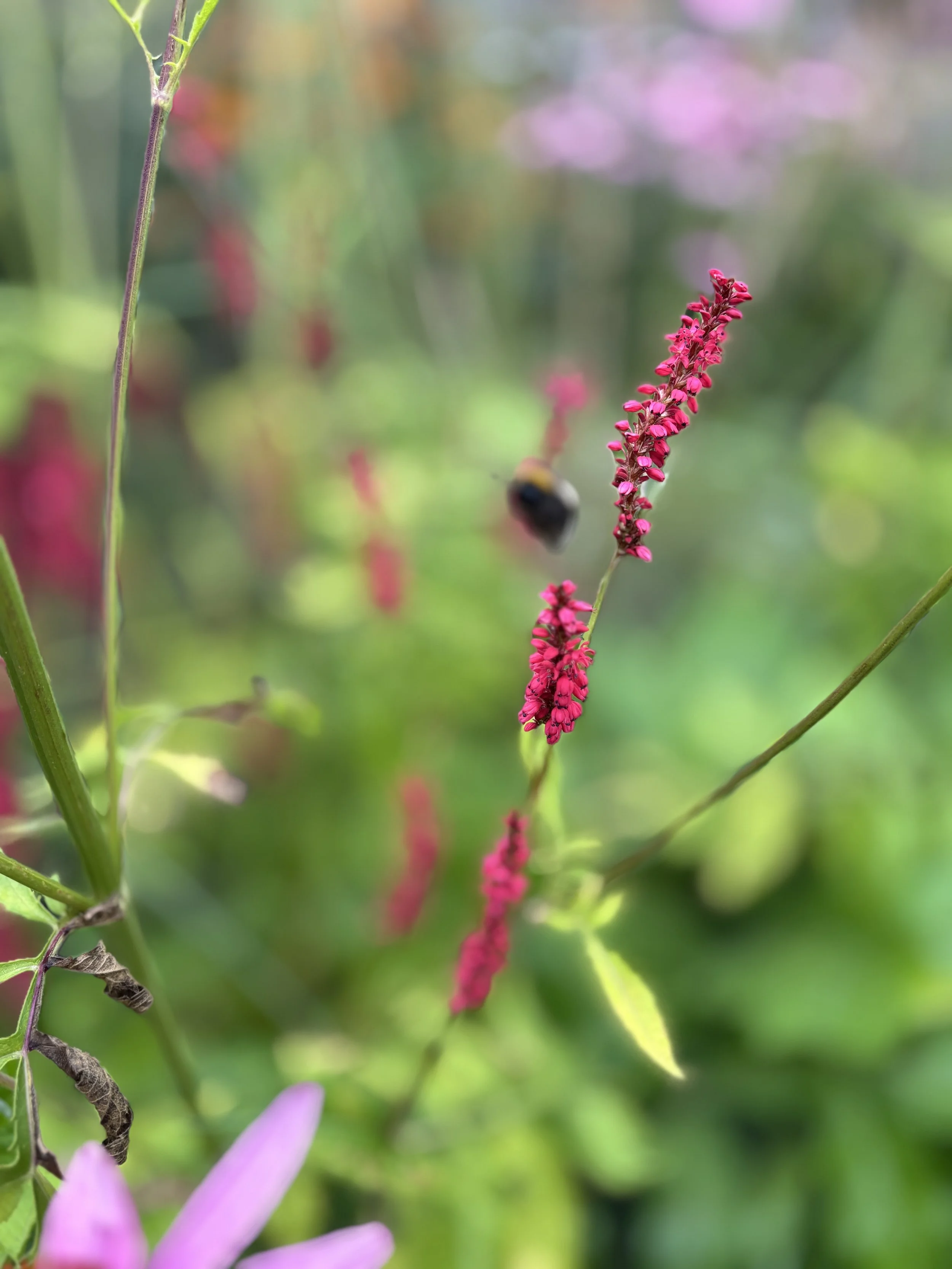 Close-up of a pink flower spike with a bee hovering nearby, against a blurred green garden background.