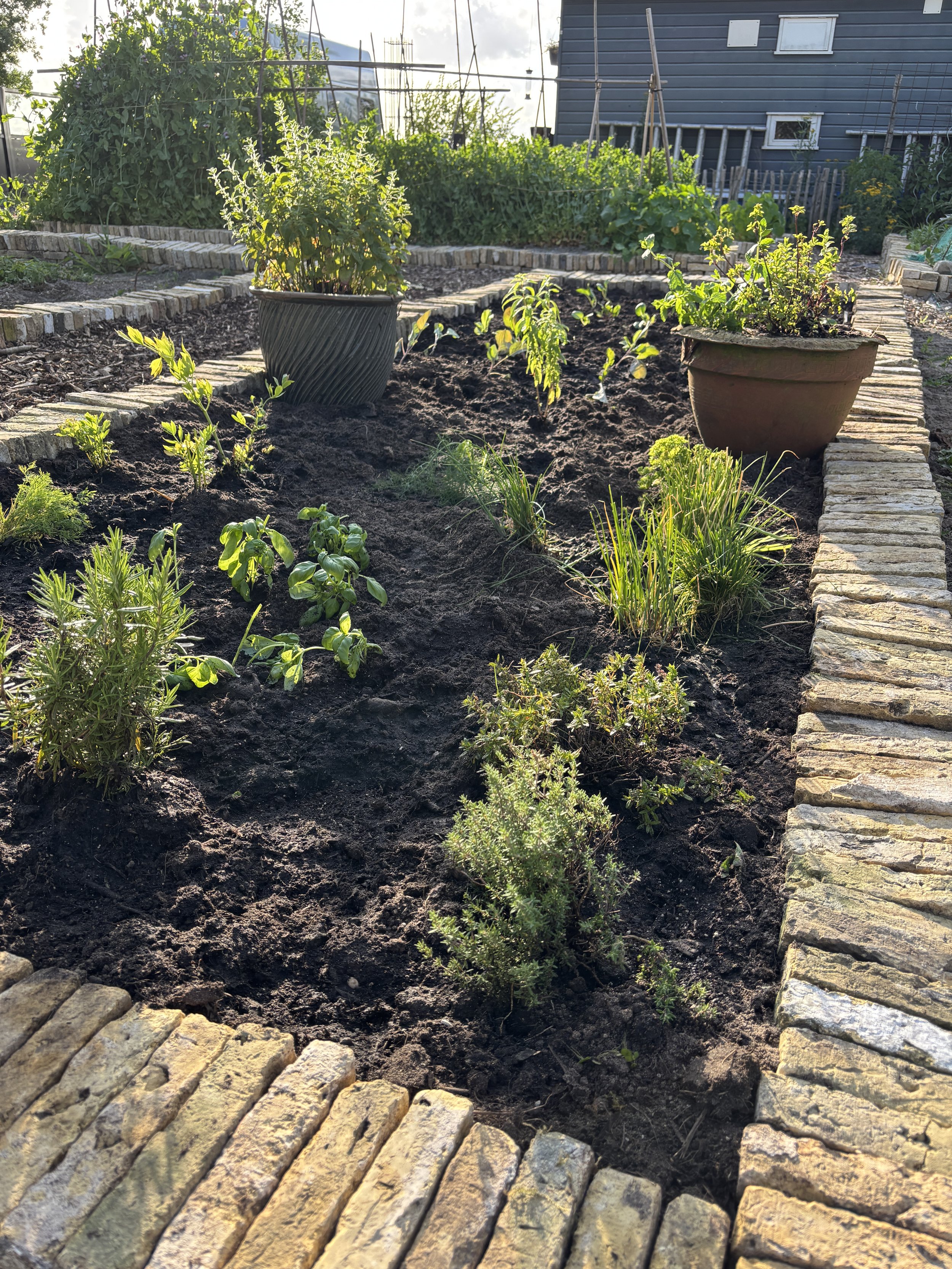 A garden bed with various plants and herbs, surrounded by a brick border, in sunlight.