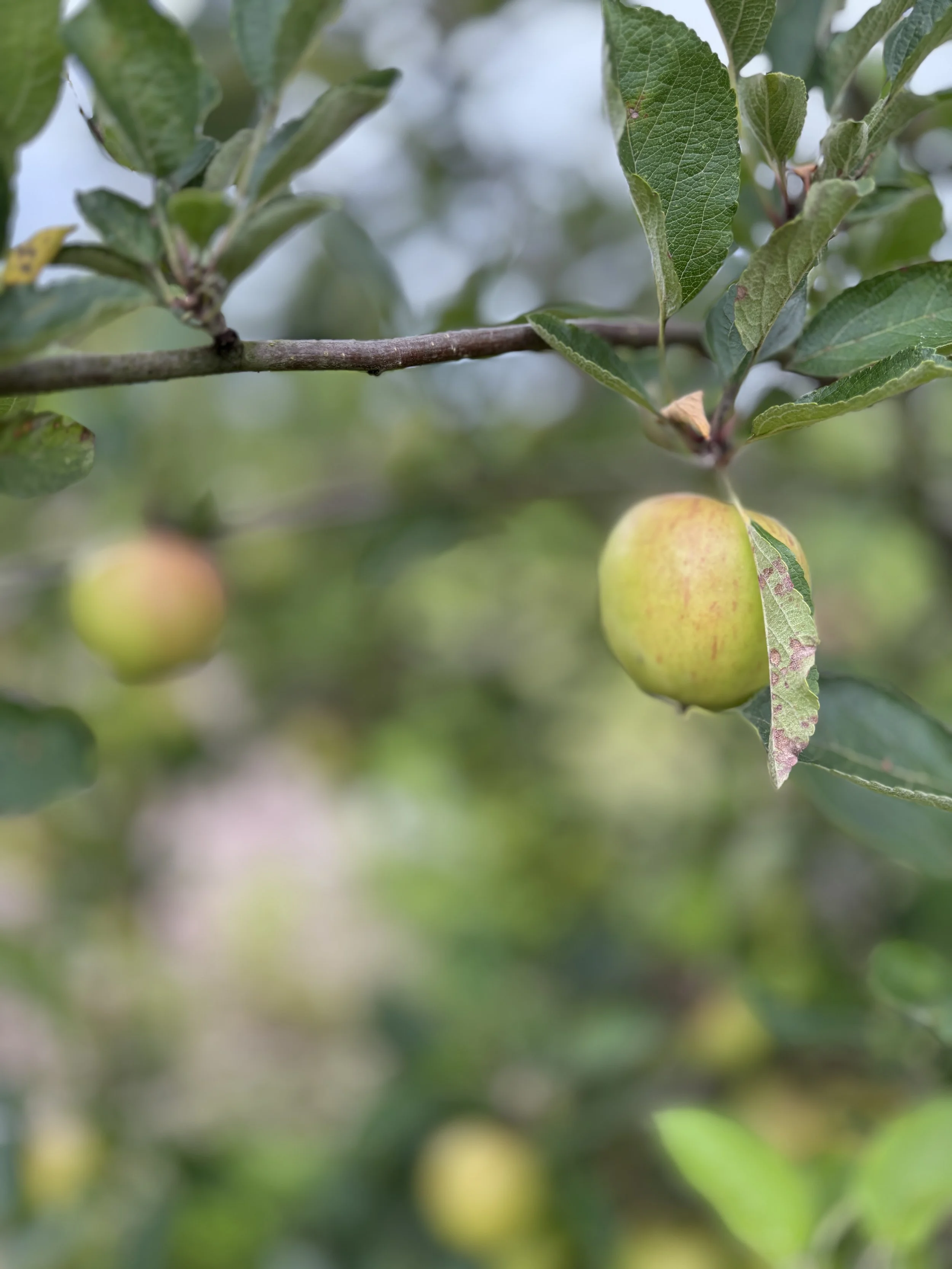 A close-up of a green apple hanging from a tree branch surrounded by green leaves.