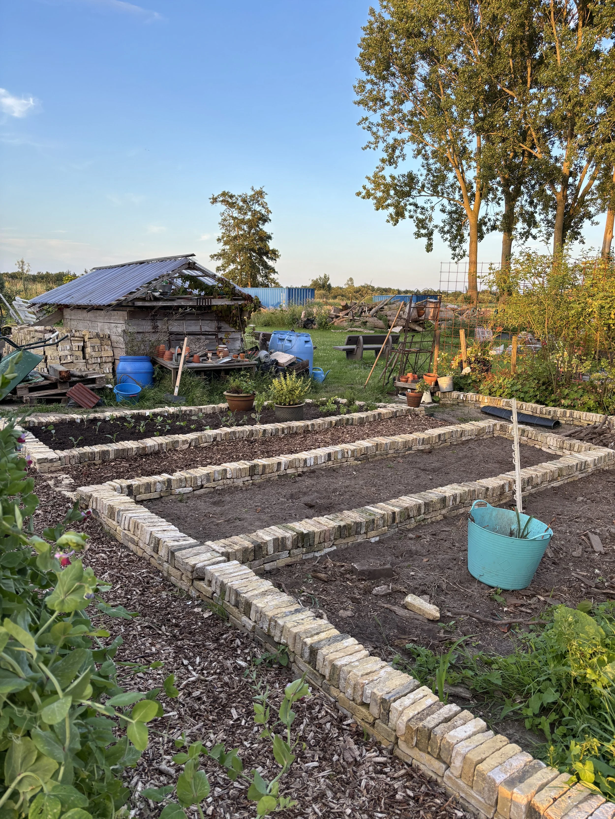 A garden with freshly prepared planting beds outlined with brick borders, a watering can, and various gardening tools and pots. In the background, there is a weathered shed, several trees, and a rural landscape under a clear blue sky.