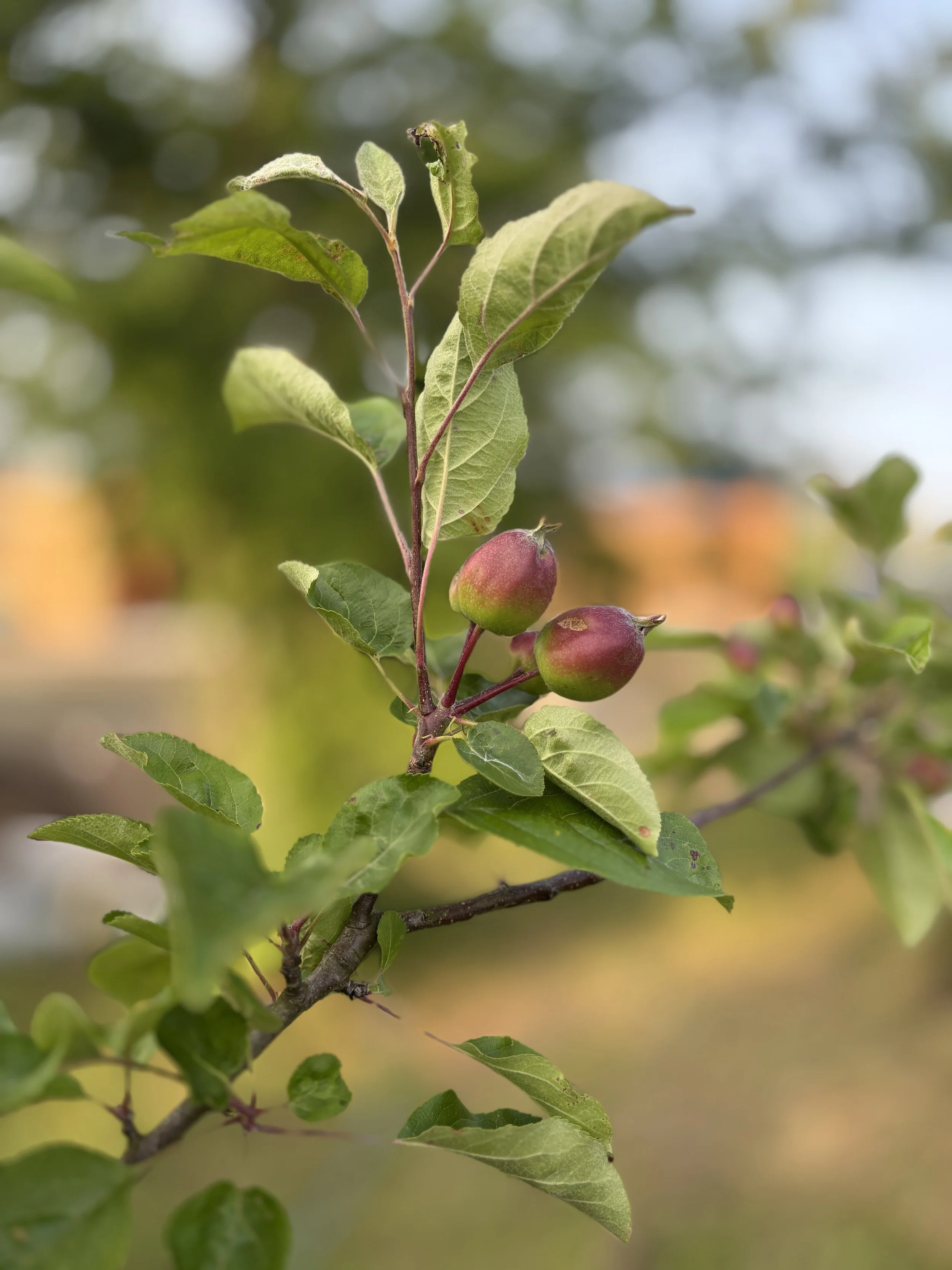 Close-up of a branch with green leaves and small, unripe, pinkish-red apples.
