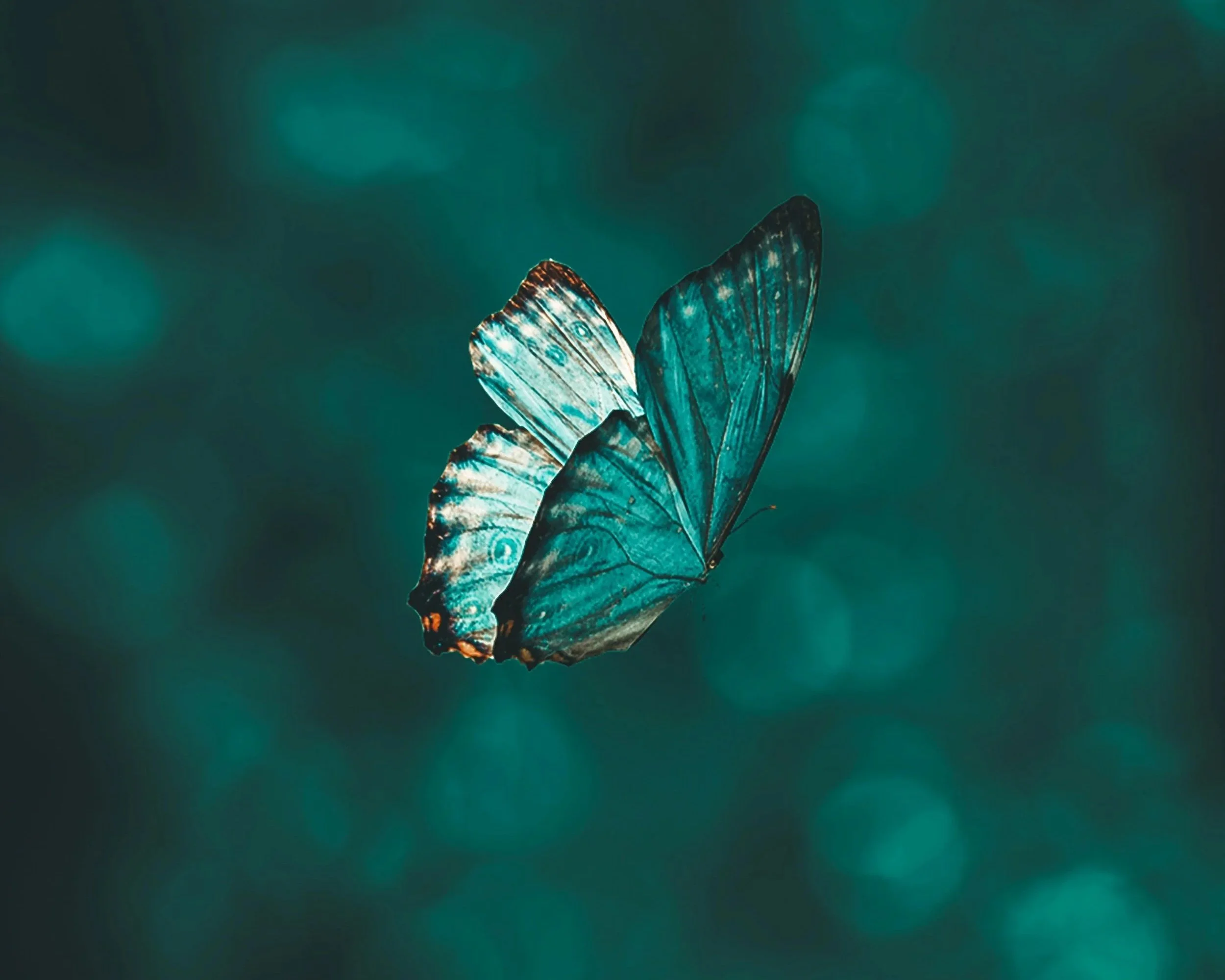 Blaue Schmetterlinge fliegen vor einem dunklen, unscharfen Hintergrund.