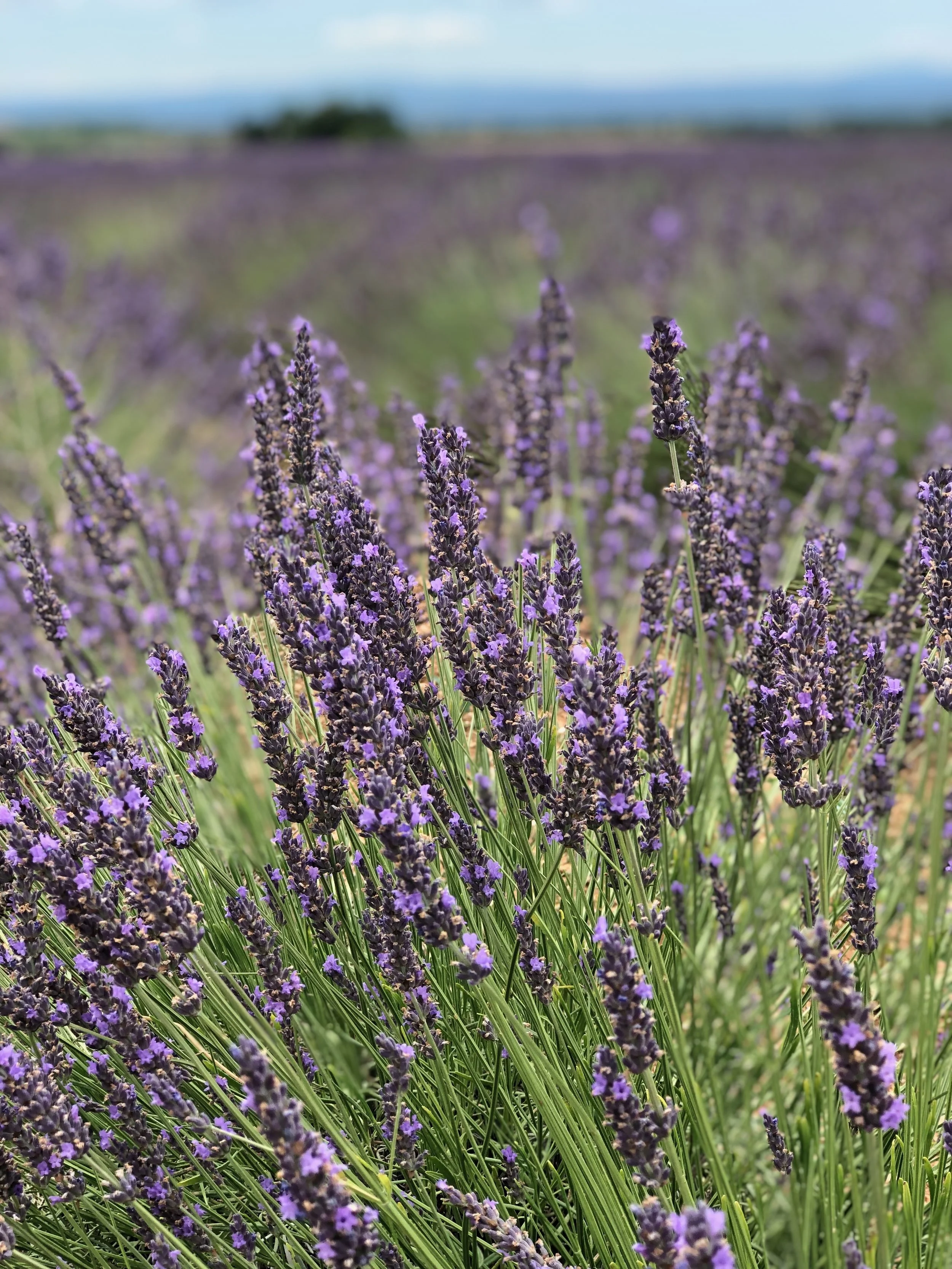 Un champ de lavande violette en flor avec un ciel bleu clair en arrière-plan.