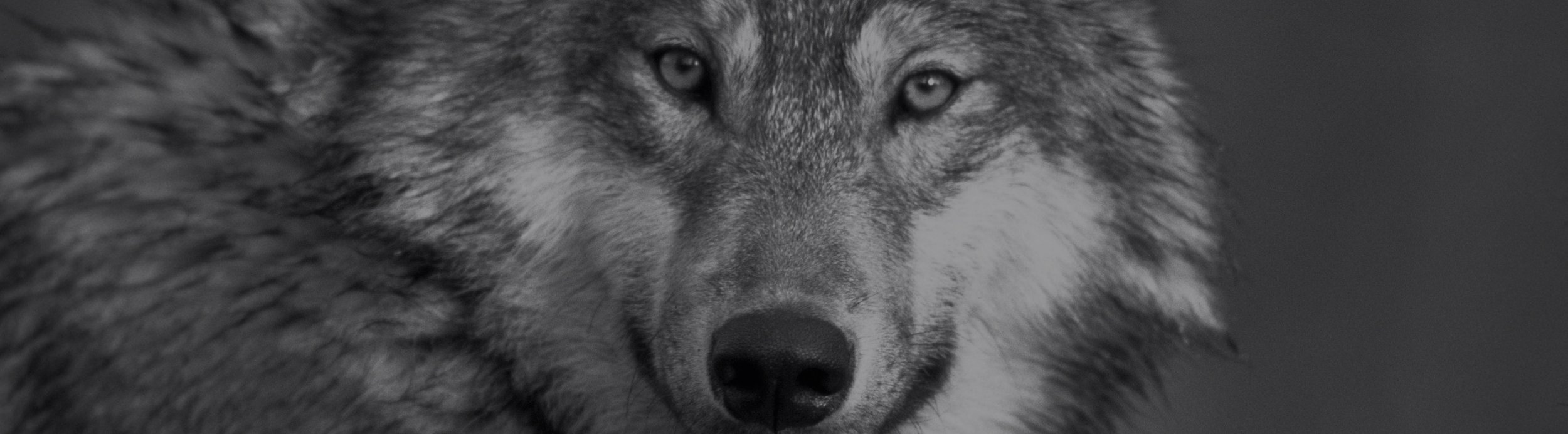 REGARD ET VISION.