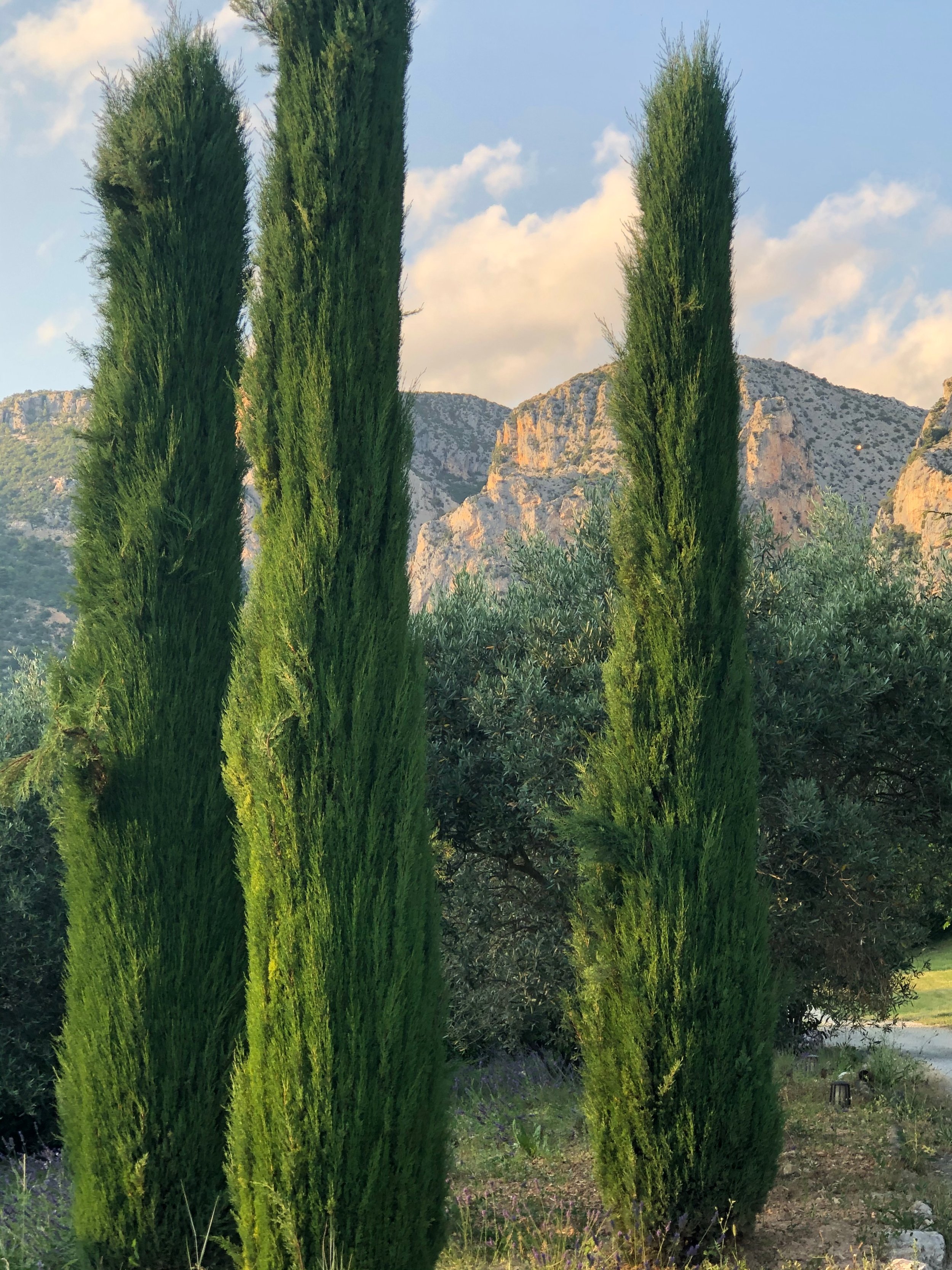 Trois grands cyprès verts devant un paysage de montagnes rocheuses avec un ciel partiellement nuageux.