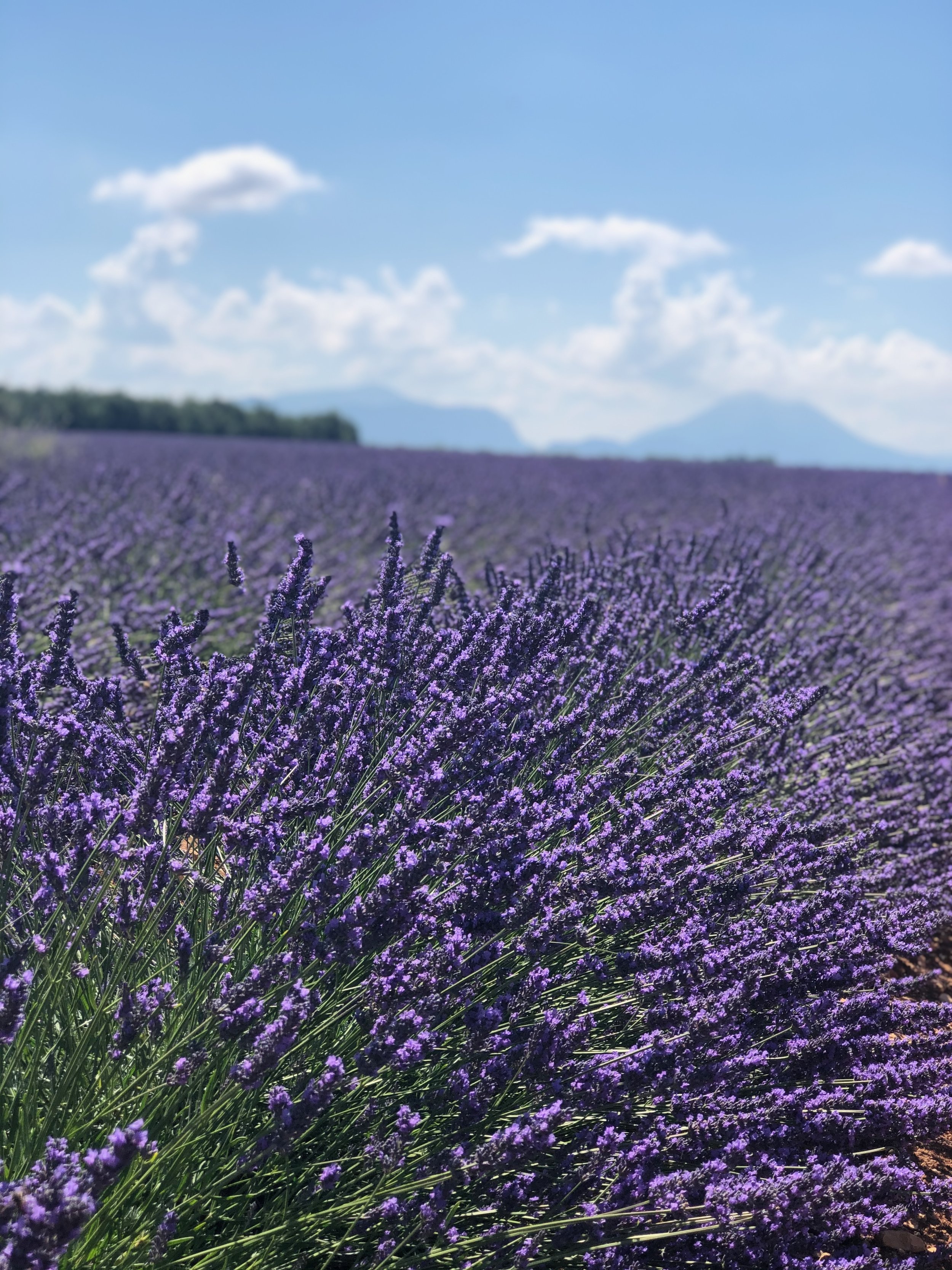 Champ de lavande violette sous un ciel bleu avec quelques nuages et des montagnes en arrière-plan.