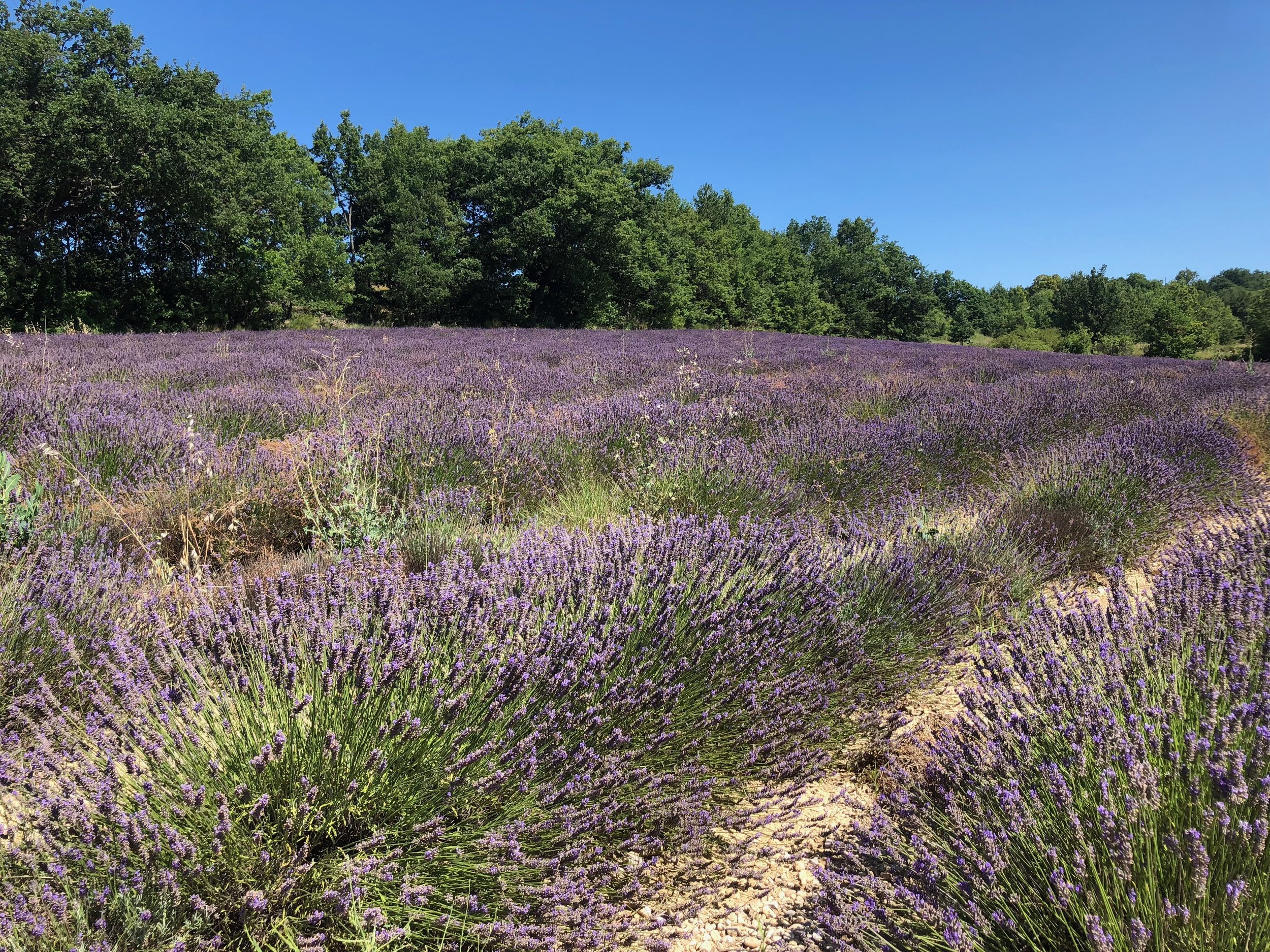 Champ de lavande violet sous un ciel bleu avec des arbres verts en arrière-plan.