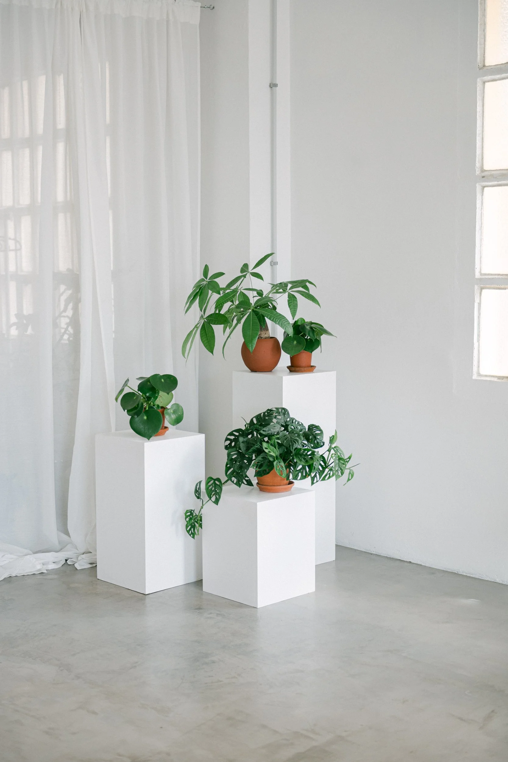 Espai de l'estudi amb plantes, cortines i llum natural