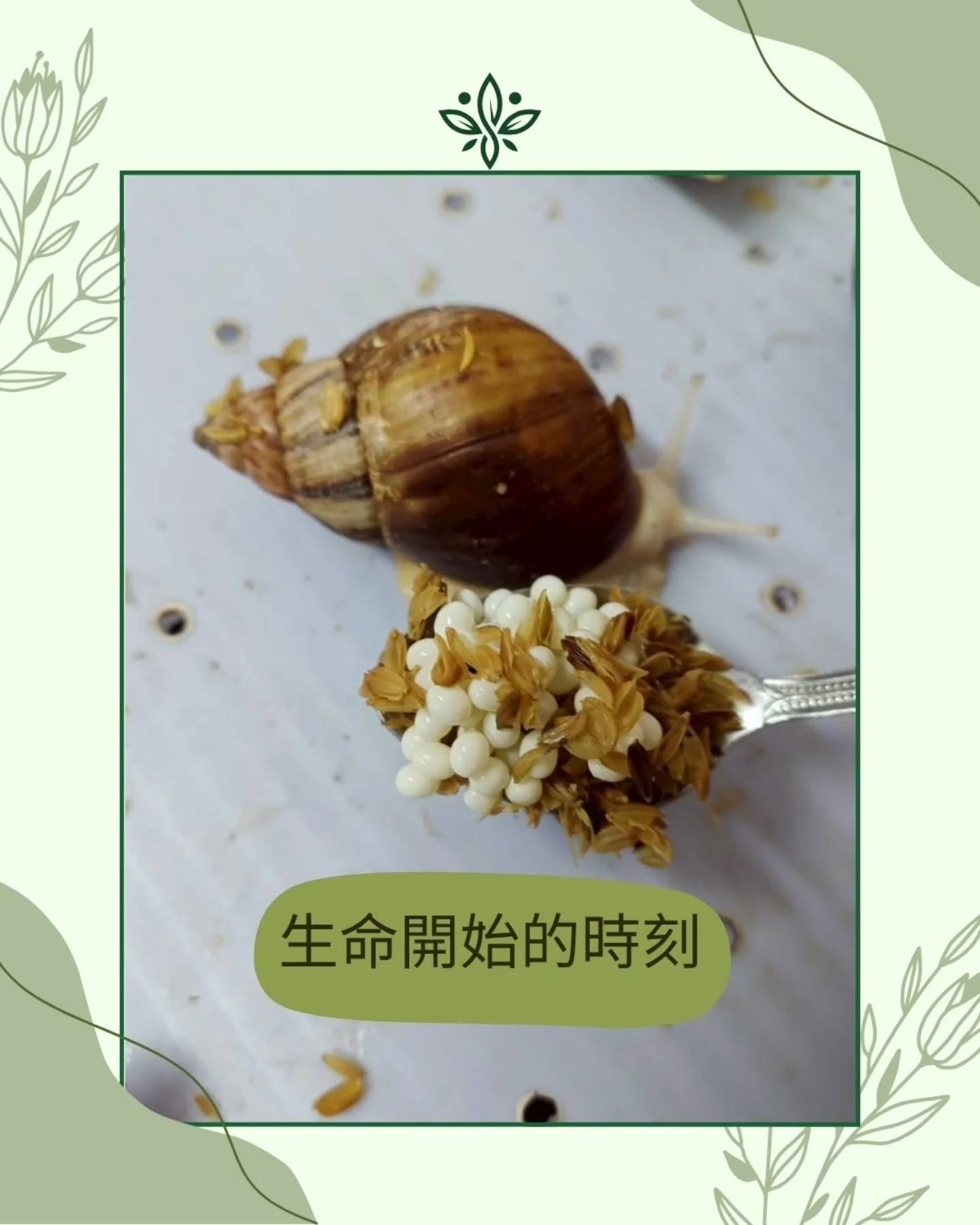 󠀠
蝸牛下蛋｜#生命開始的時刻

📍【一隻蝸牛，開始繁衍的瞬間】

當蝸牛下蛋時，
我們總會停下來關注牠。

因為這不是只是「繁殖」，
而是系統運作後的第一個回應。

乾淨的飼料、穩定的環境、正確的節奏&mdash;&mdash;
這些都藏在一顆顆新生的蛋裡。

&mdash;&mdash;&mdash;&mdash;

🐌 想了解蝸牛養殖背後的管理理念？
📬 私訊我們，讓我們為您說明！
󠀠
󠀠
#蝸牛下蛋 #白玉蝸牛生命故事 #乾淨飼養 #品牌食材背後 #思艿爾農牧科技 #潔淨蛋白